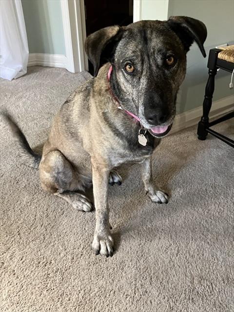 Enlarge BUTTERCUP, a Adoptable mixed breed in Pasadena, TX image 2/2