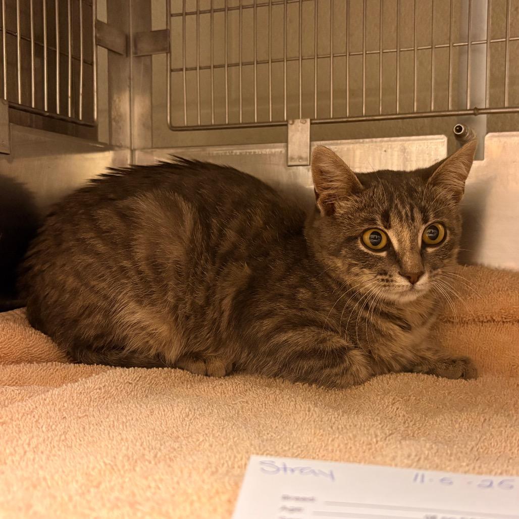 Patience, Adoptable, Young Female Domestic Short Hair.