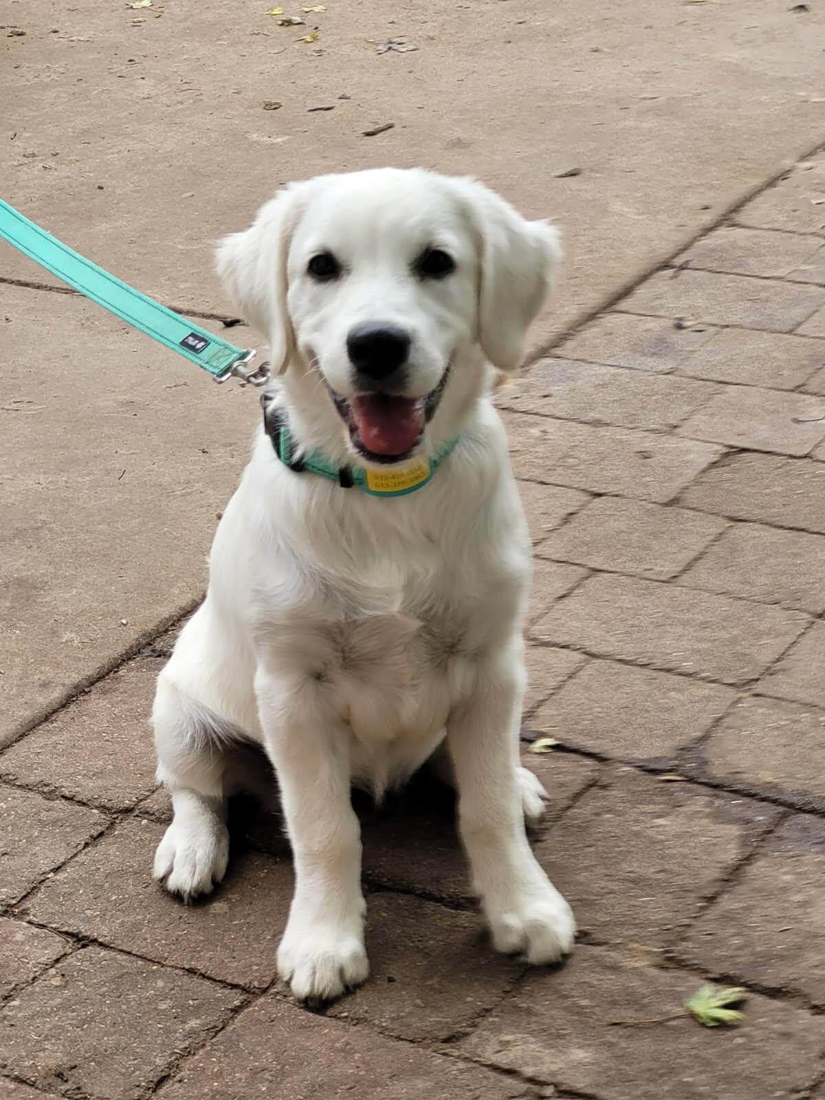 Enlarge Ivory, a Adoptable Golden Retriever in Waterville, OH image 1/1