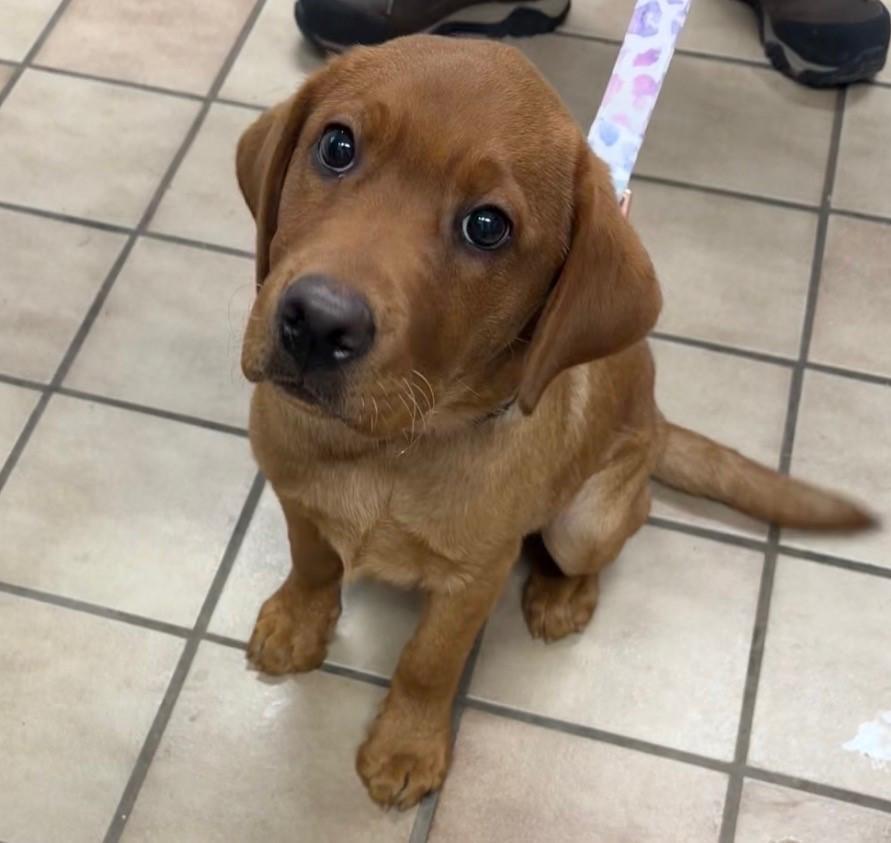 Quinn, Adopted, Puppy Female Labrador Retriever.