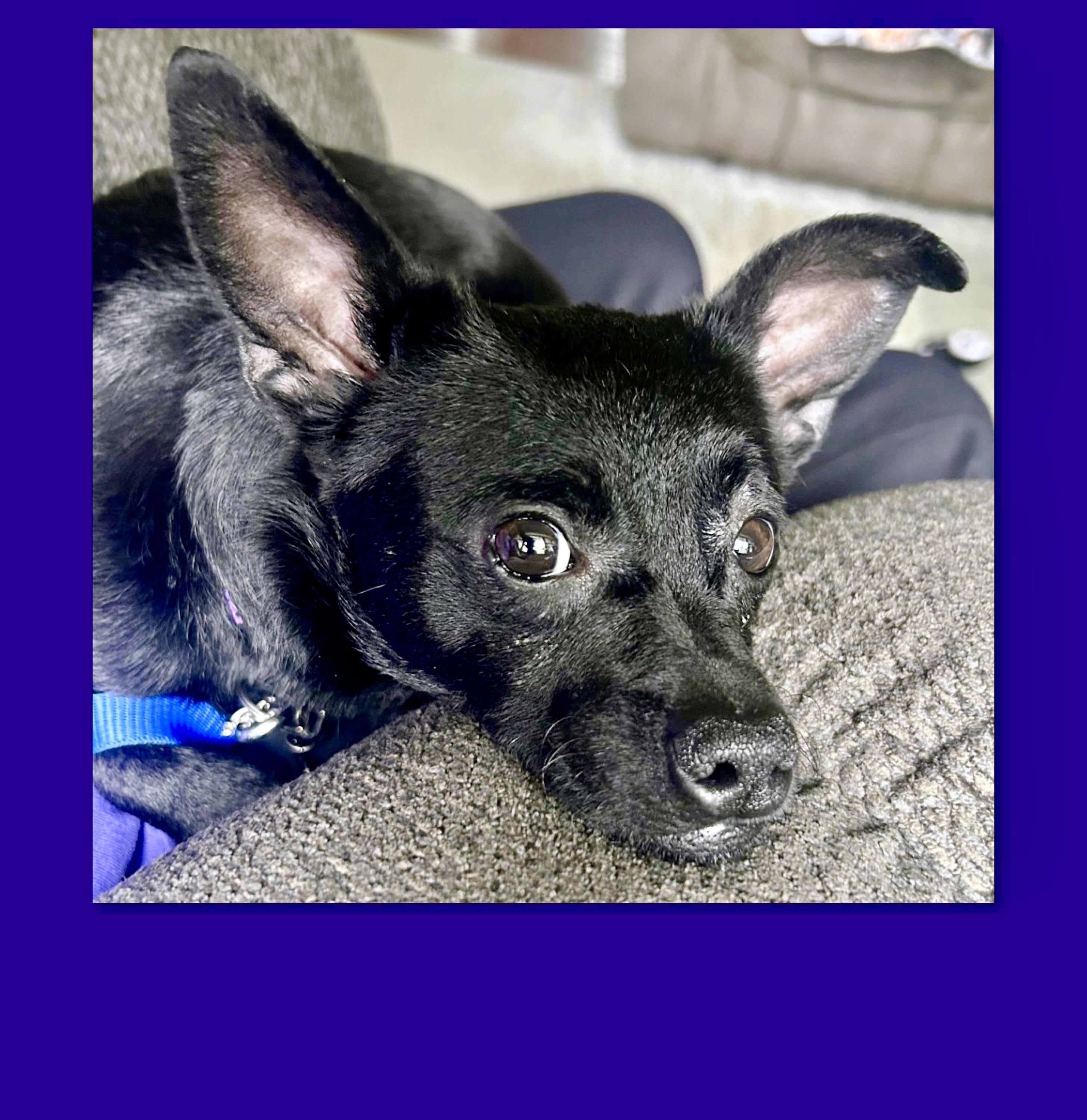 Enlarge White Paw aka Buddy, an adoption pending mixed breed in Westfield, NY image 1/6