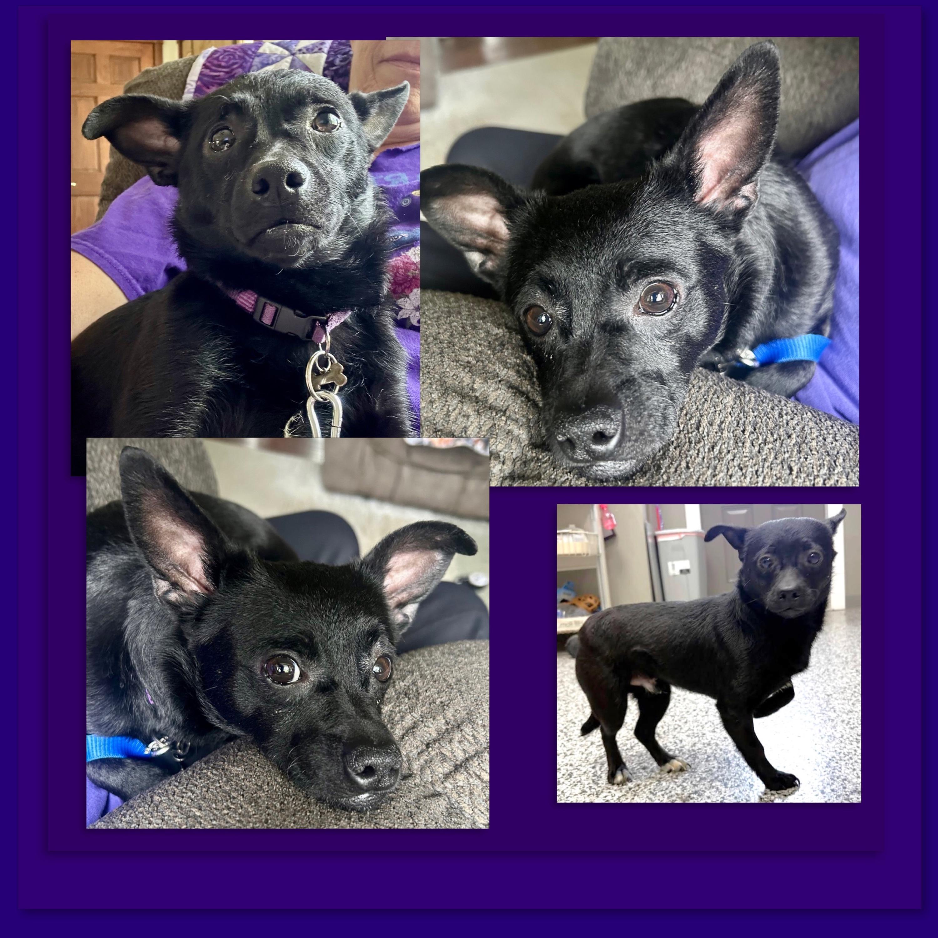 Enlarge White Paw aka Buddy, an adoption pending mixed breed in Westfield, NY image 2/6