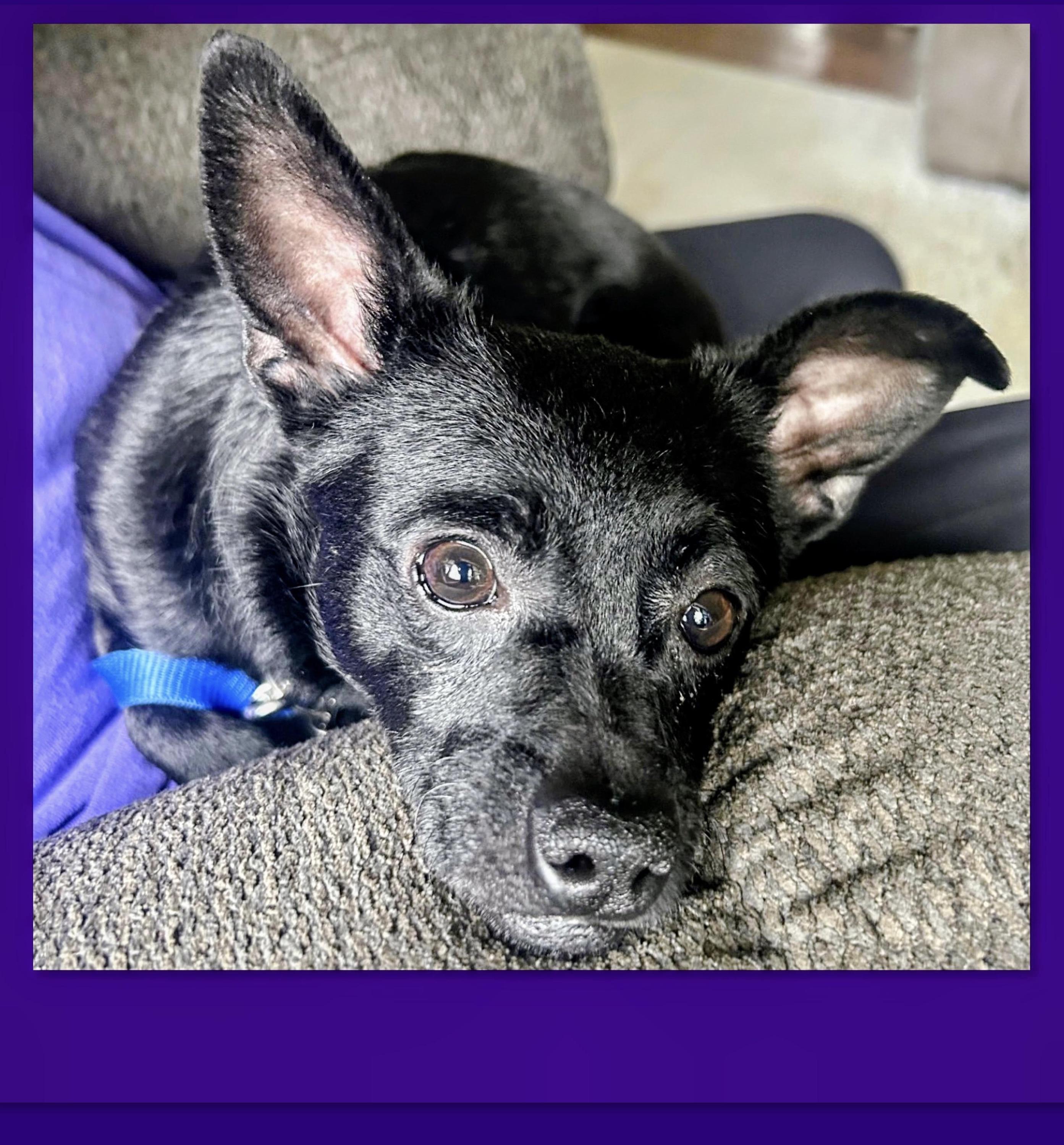 Enlarge White Paw aka Buddy, an adoption pending mixed breed in Westfield, NY image 3/6