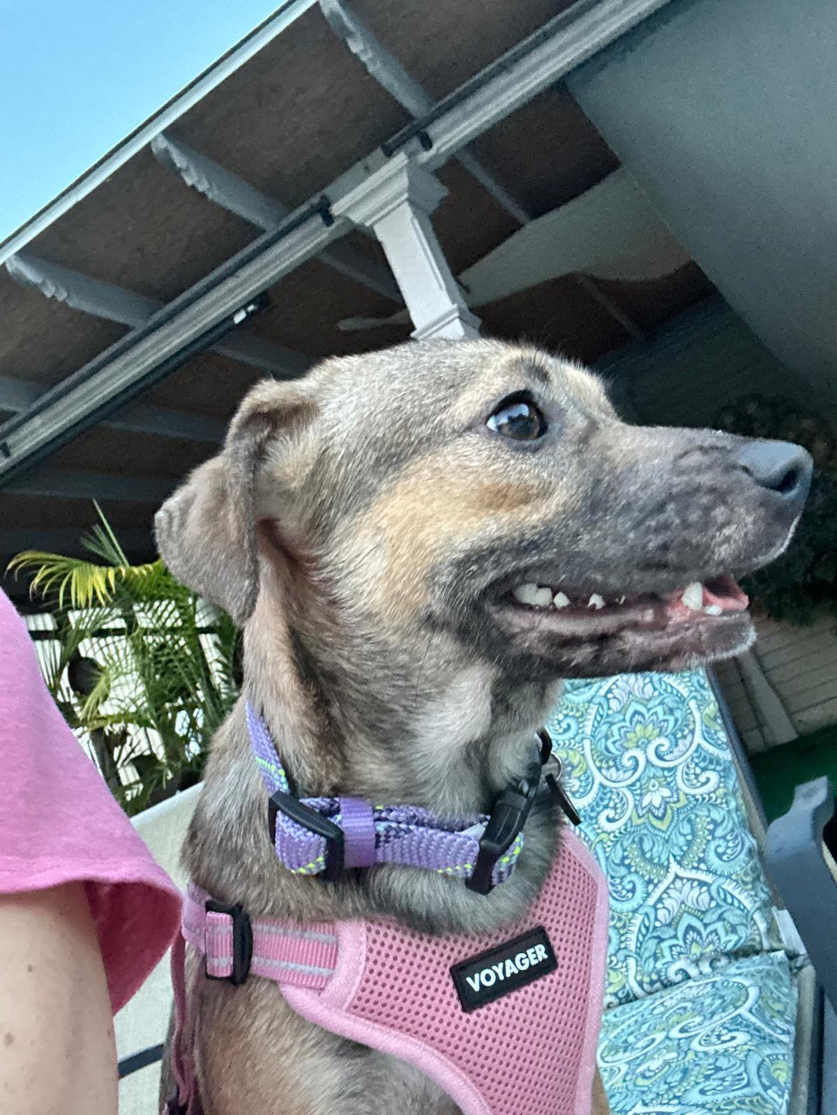 Sugar Sug, a Adoptable mixed breed in Lexington, KY image 1/6