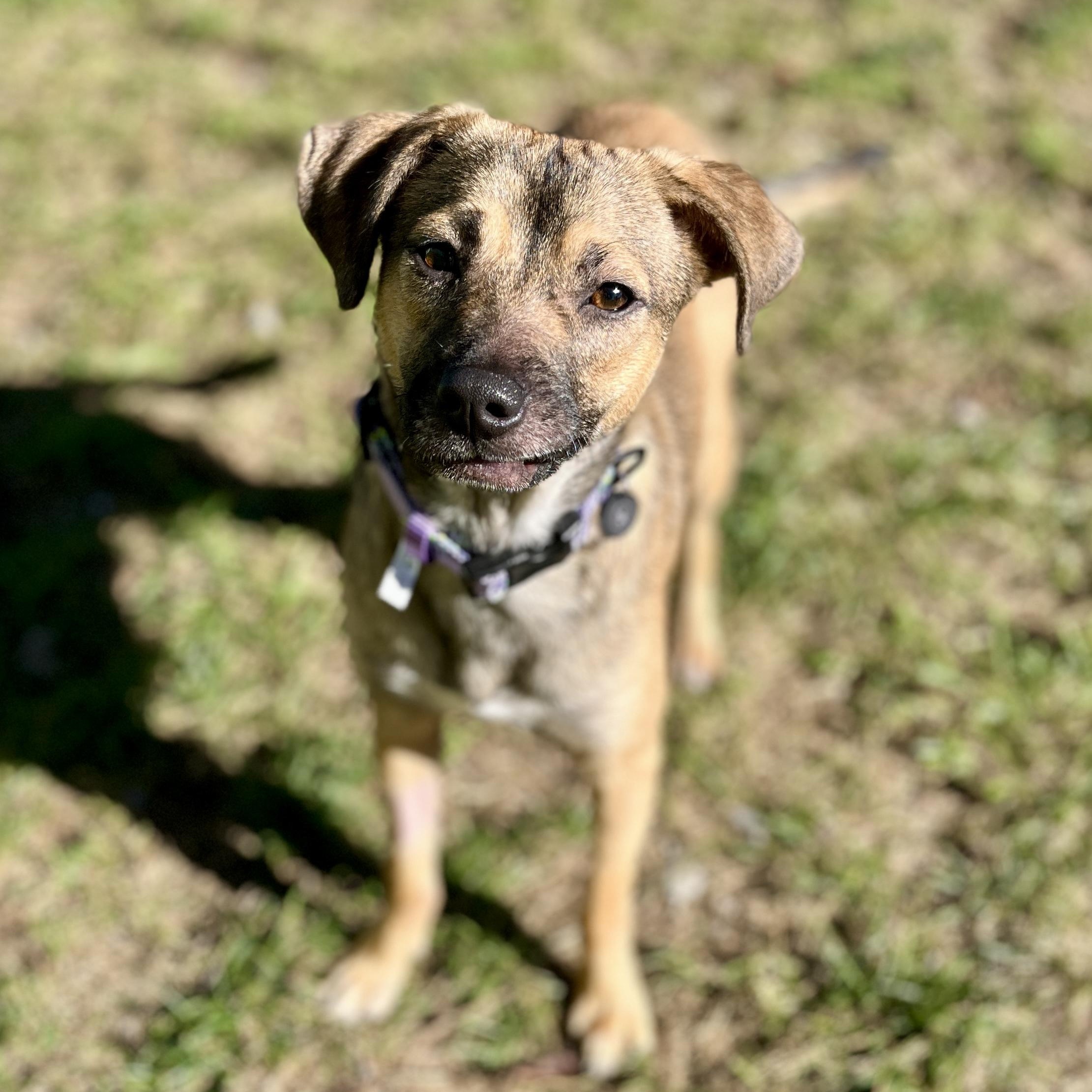 Sugar Sug, Adoptable, Young Female Chihuahua & Terrier.