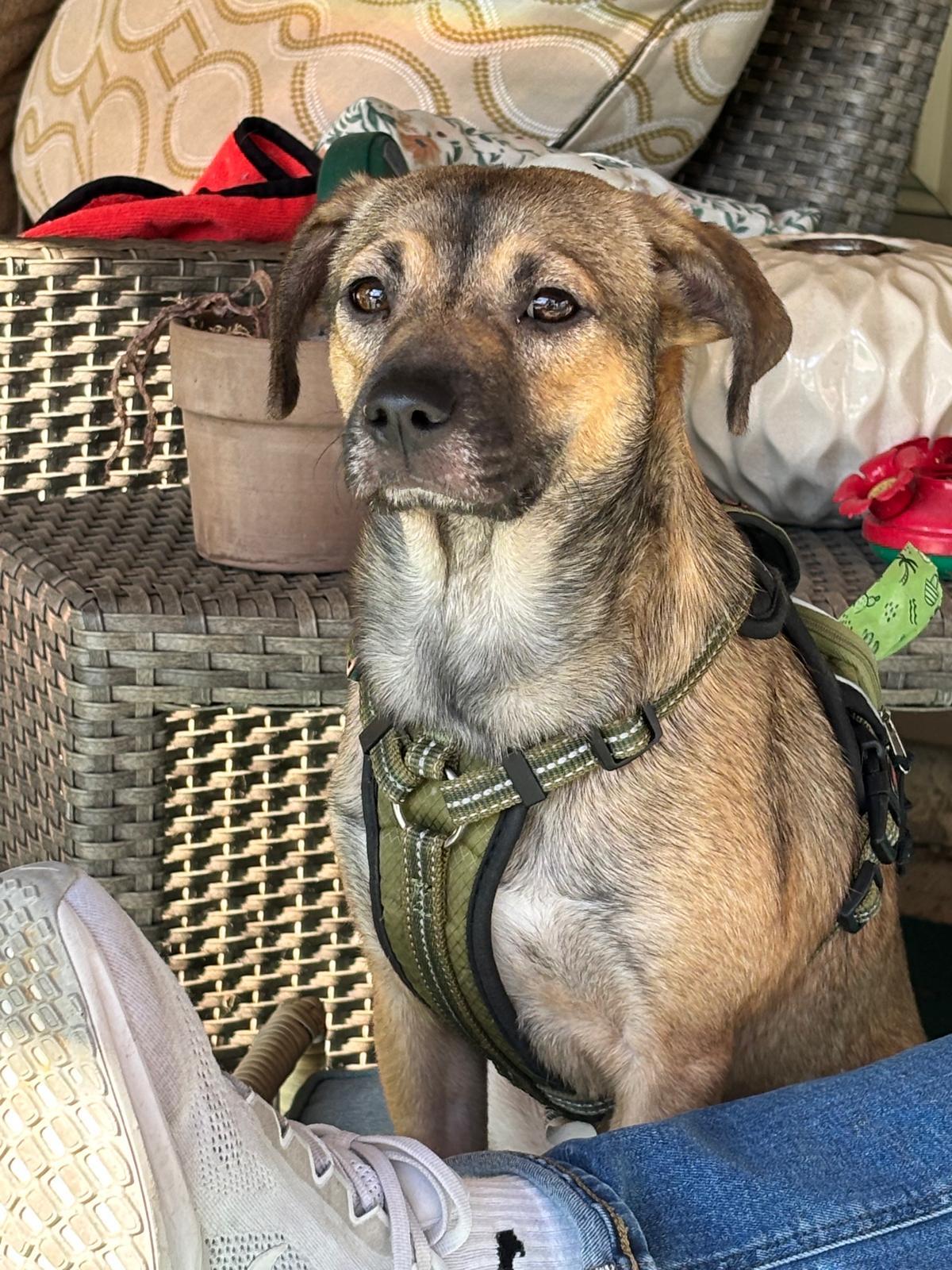 Sugar Sug, a Adoptable mixed breed in Lexington, KY image 3/6