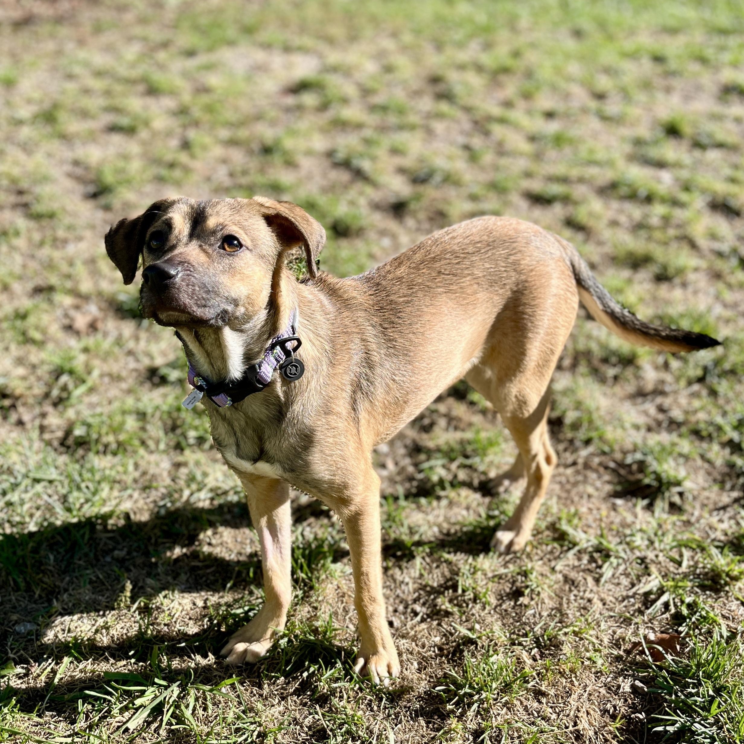 Sugar Sug, a Adoptable mixed breed in Lexington, KY image 5/6