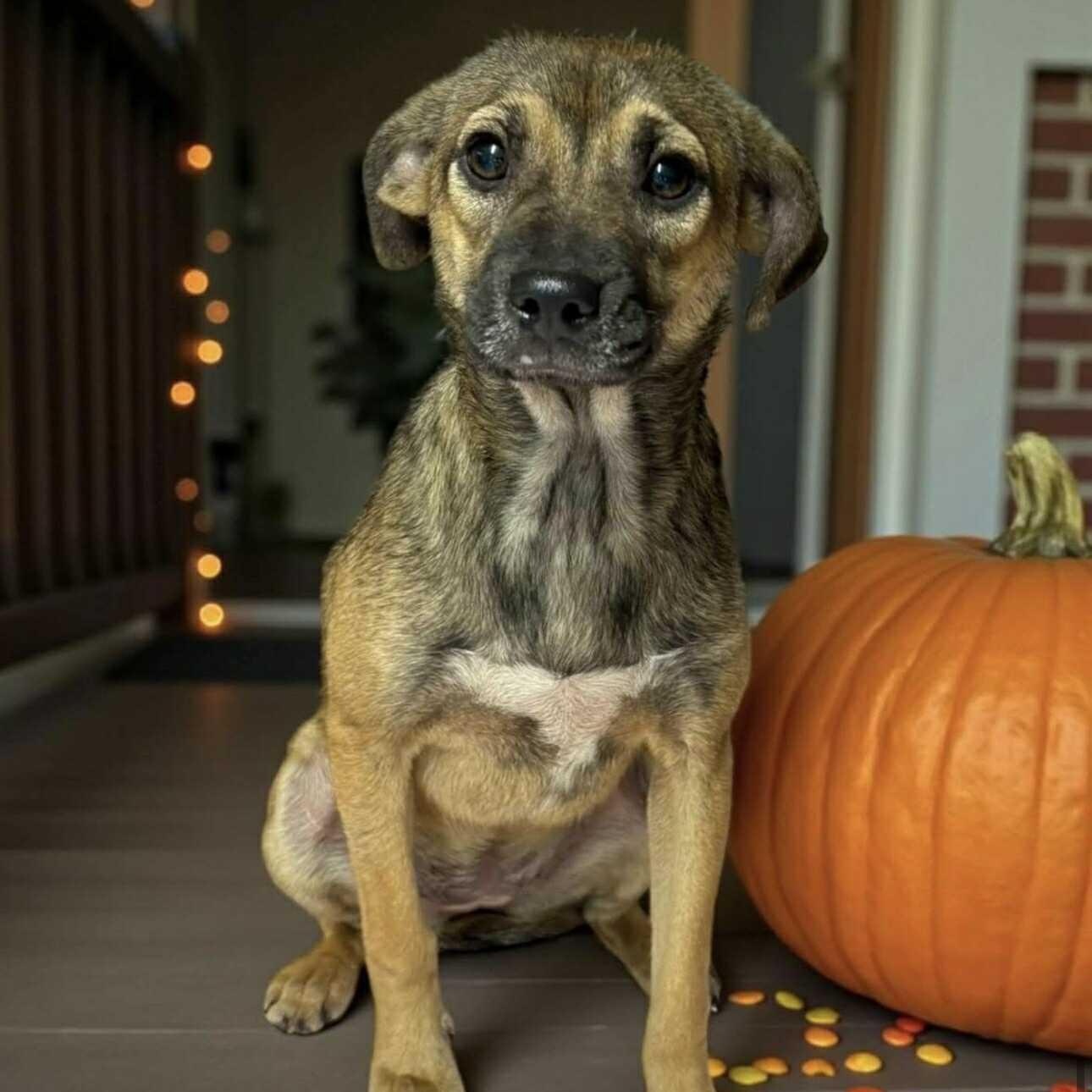 Sugar Sug, a Adoptable mixed breed in Lexington, KY image 6/6