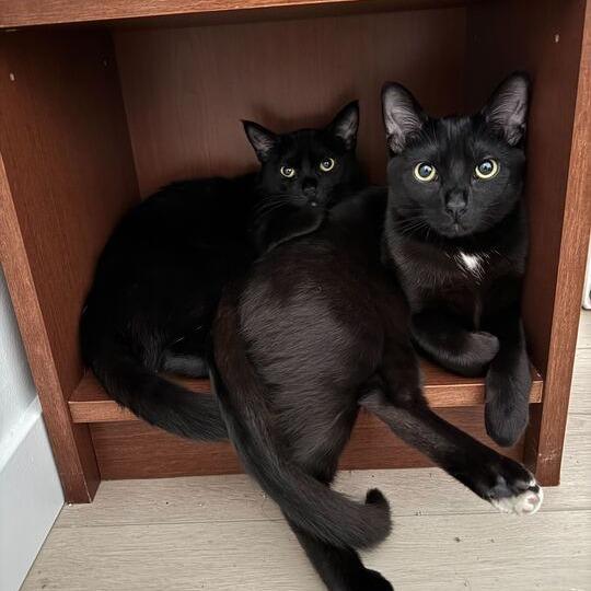 Enlarge Inyo, a Adoptable Domestic Short Hair in Long Beach, CA image 1/6