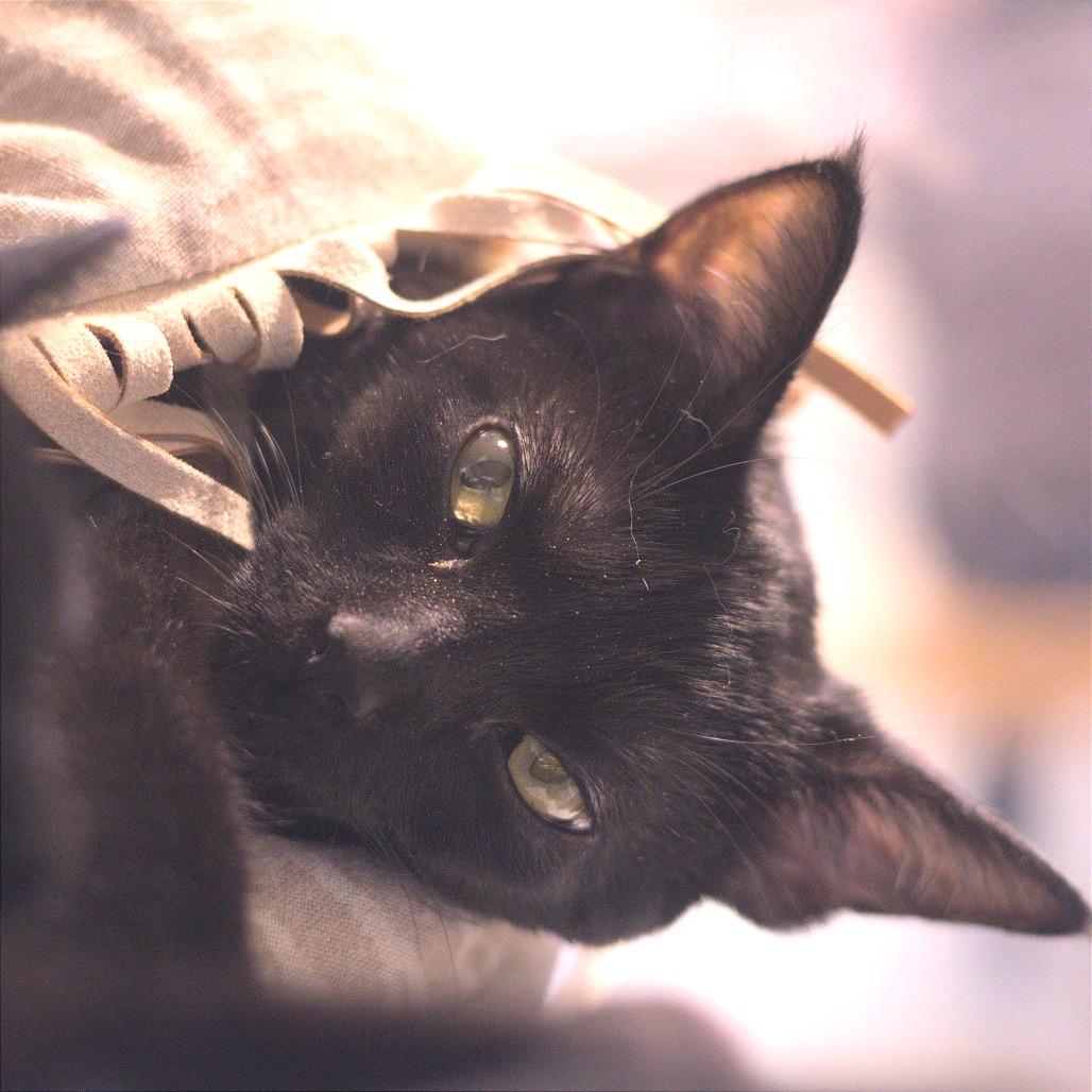 Inyo, Adoptable, Young Female Domestic Short Hair.