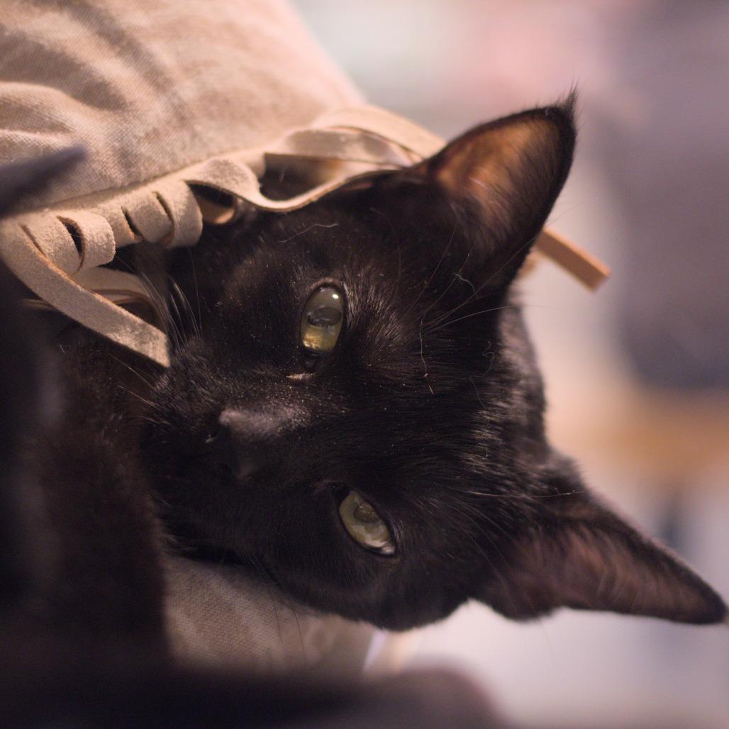 Enlarge Inyo, a Adoptable Domestic Short Hair in Long Beach, CA image 2/6