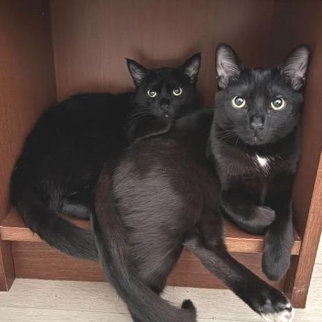 Enlarge Inyo, a Adoptable Domestic Short Hair in Long Beach, CA image 2/6