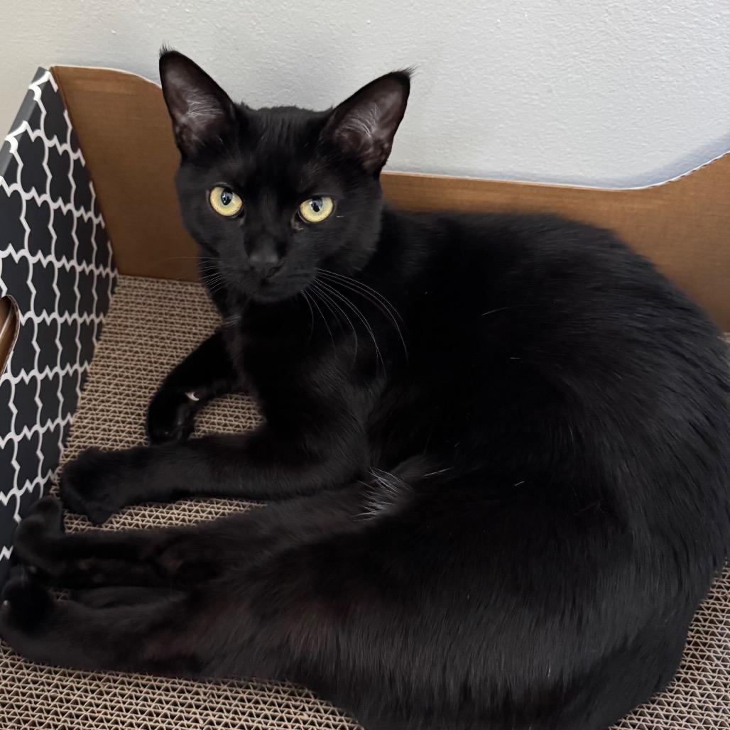 Enlarge Inyo, a Adoptable Domestic Short Hair in Long Beach, CA image 3/6