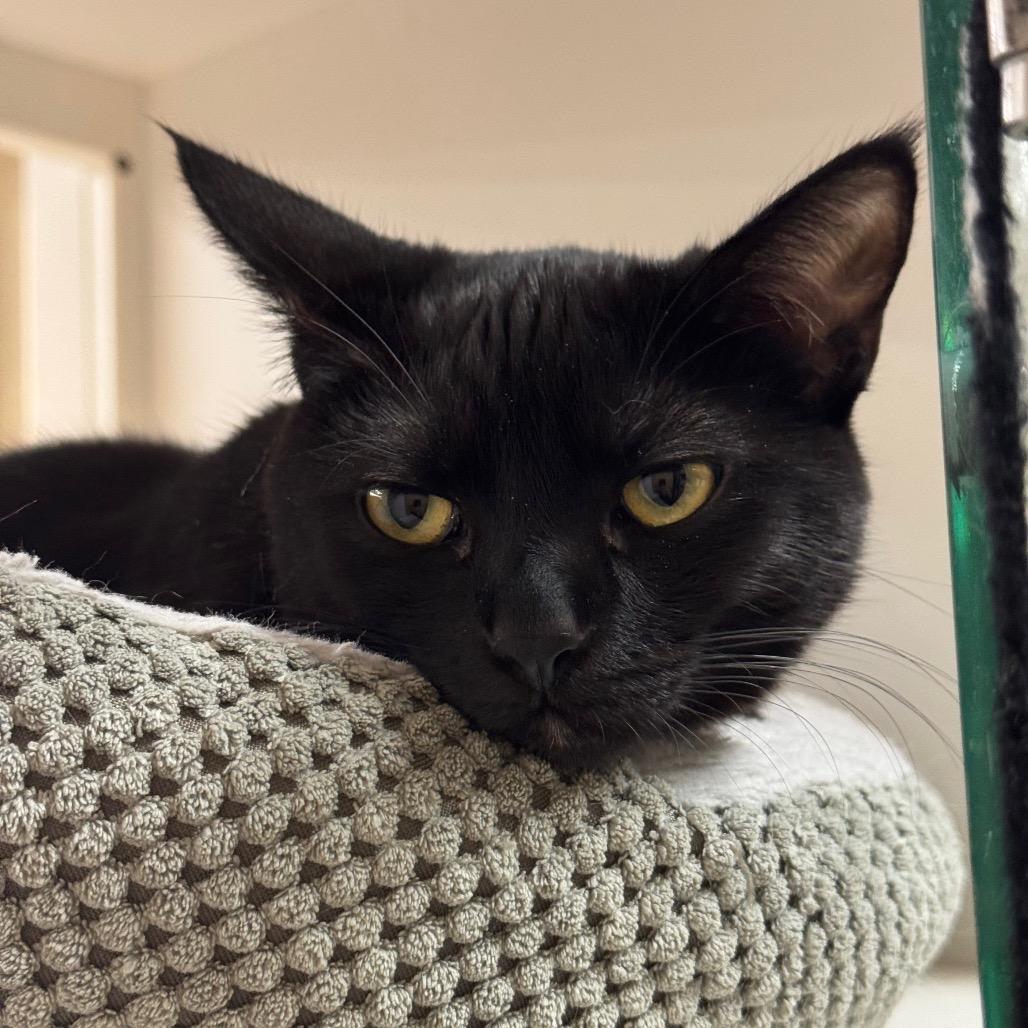 Enlarge Inyo, a Adoptable Domestic Short Hair in Long Beach, CA image 3/6