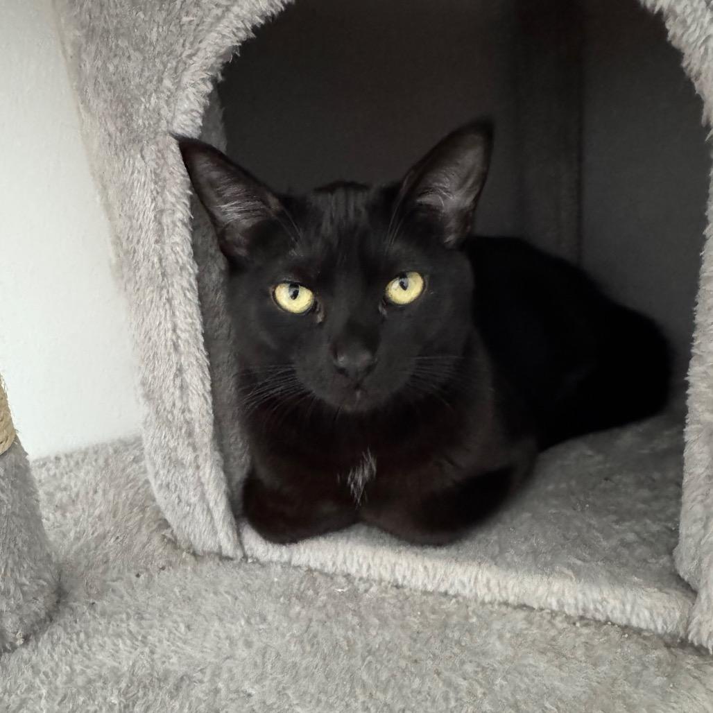 Enlarge Inyo, a Adoptable Domestic Short Hair in Long Beach, CA image 4/6