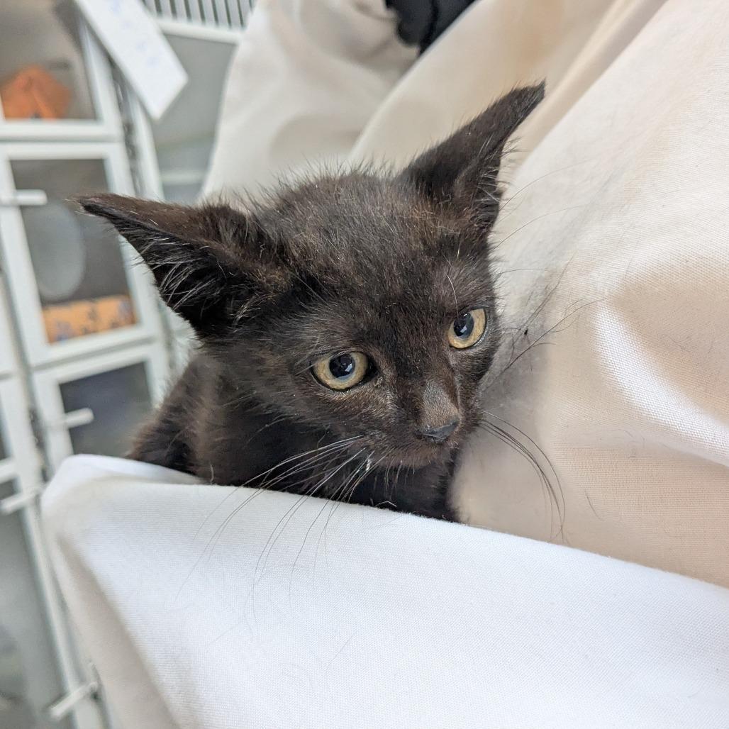 Enlarge Inyo, a Adoptable Domestic Short Hair in Long Beach, CA image 5/6