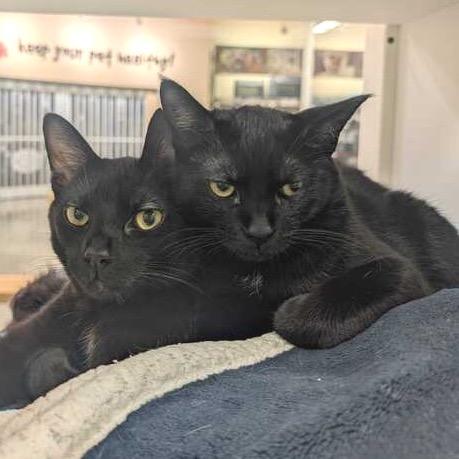 Enlarge Inyo, a Adoptable Domestic Short Hair in Long Beach, CA image 5/6