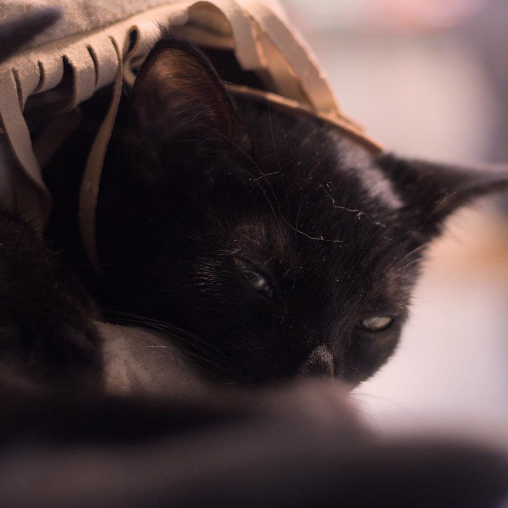 Enlarge Inyo, a Adoptable Domestic Short Hair in Long Beach, CA image 6/6