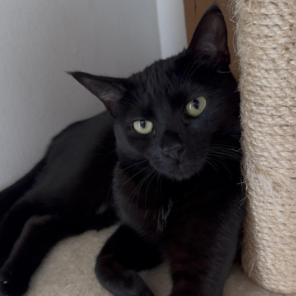 Inyo, a Adoptable Domestic Short Hair in Long Beach, CA image 5/6