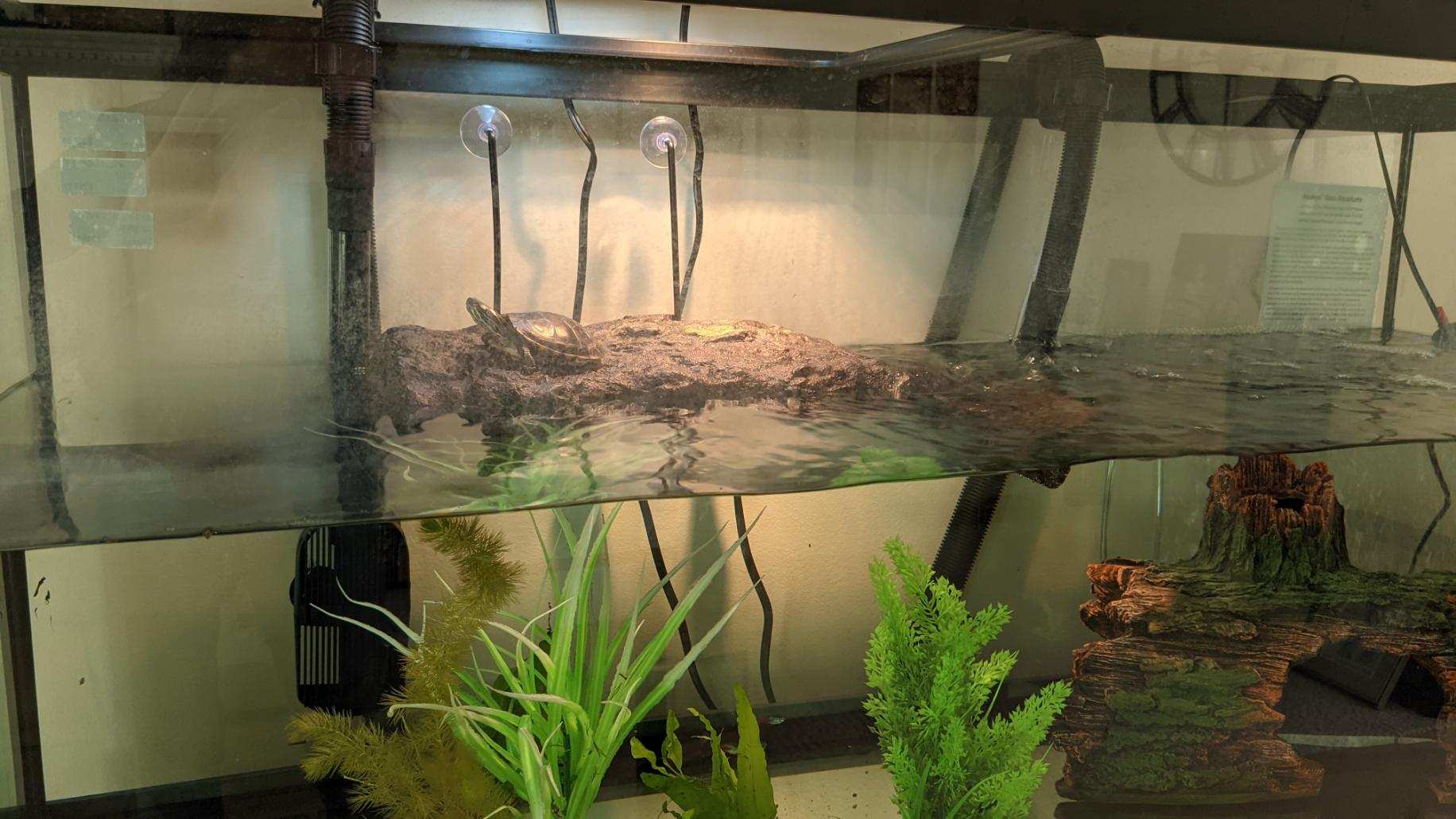 Rover R-E Slider (Juvenile Water Turtle), Adoptable, Young Unknown Red-Eared Slider.