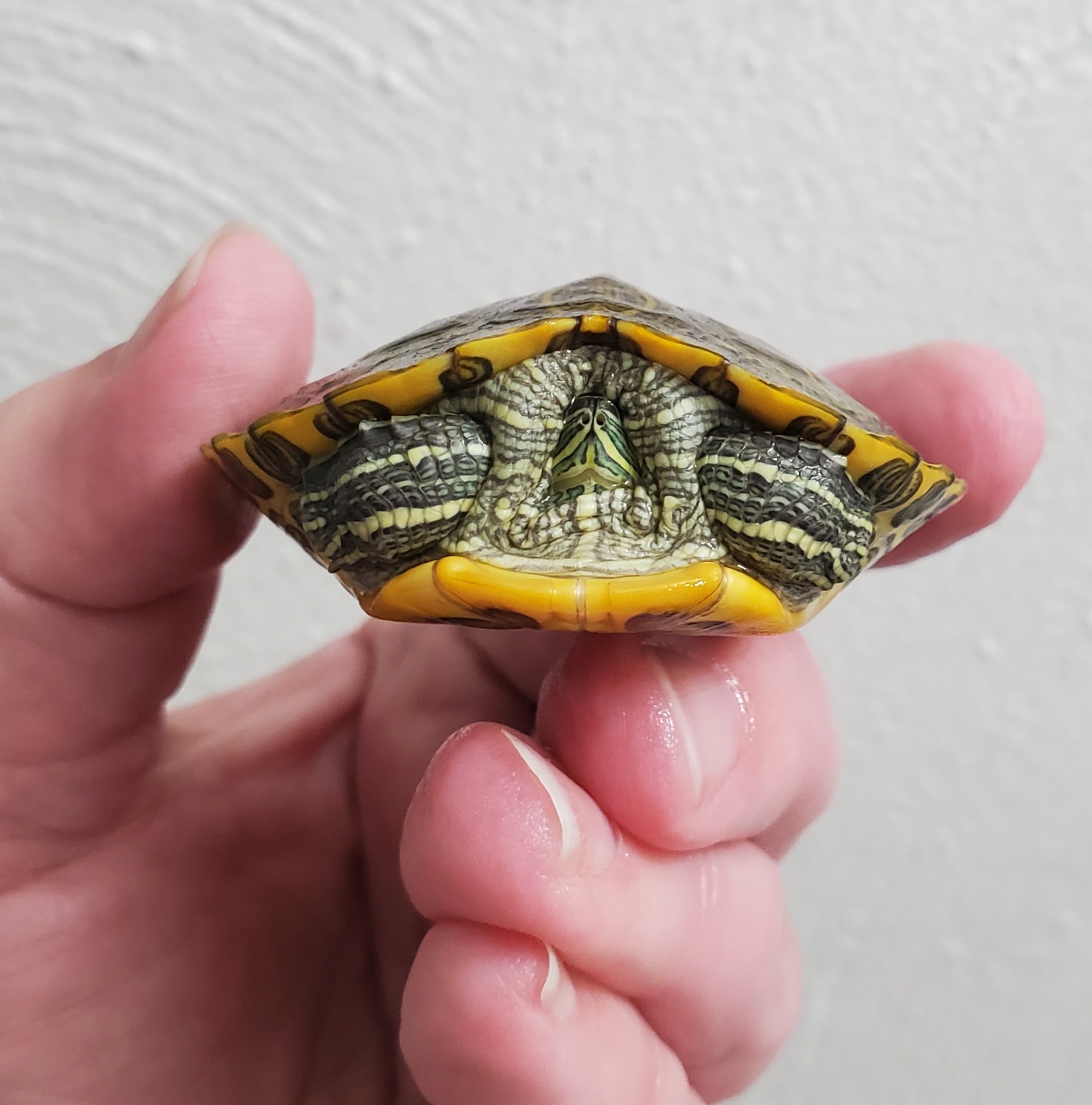 Rover R-E Slider (Juvenile Water Turtle), a Adoptable Red-Eared Slider in Red Lion, PA image 3/6