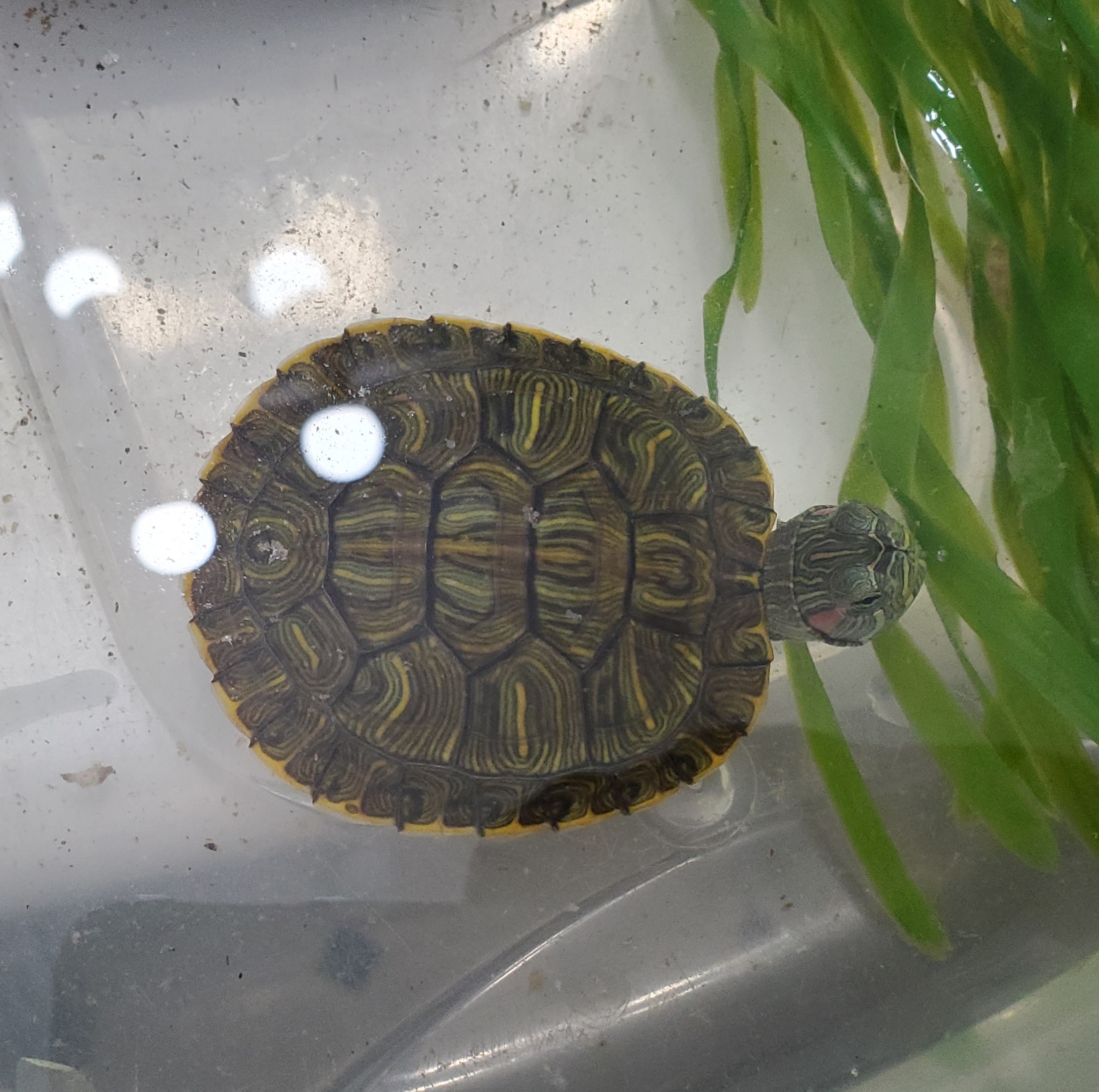 Rover R-E Slider (Juvenile Water Turtle), a Adoptable Red-Eared Slider in Red Lion, PA image 6/6