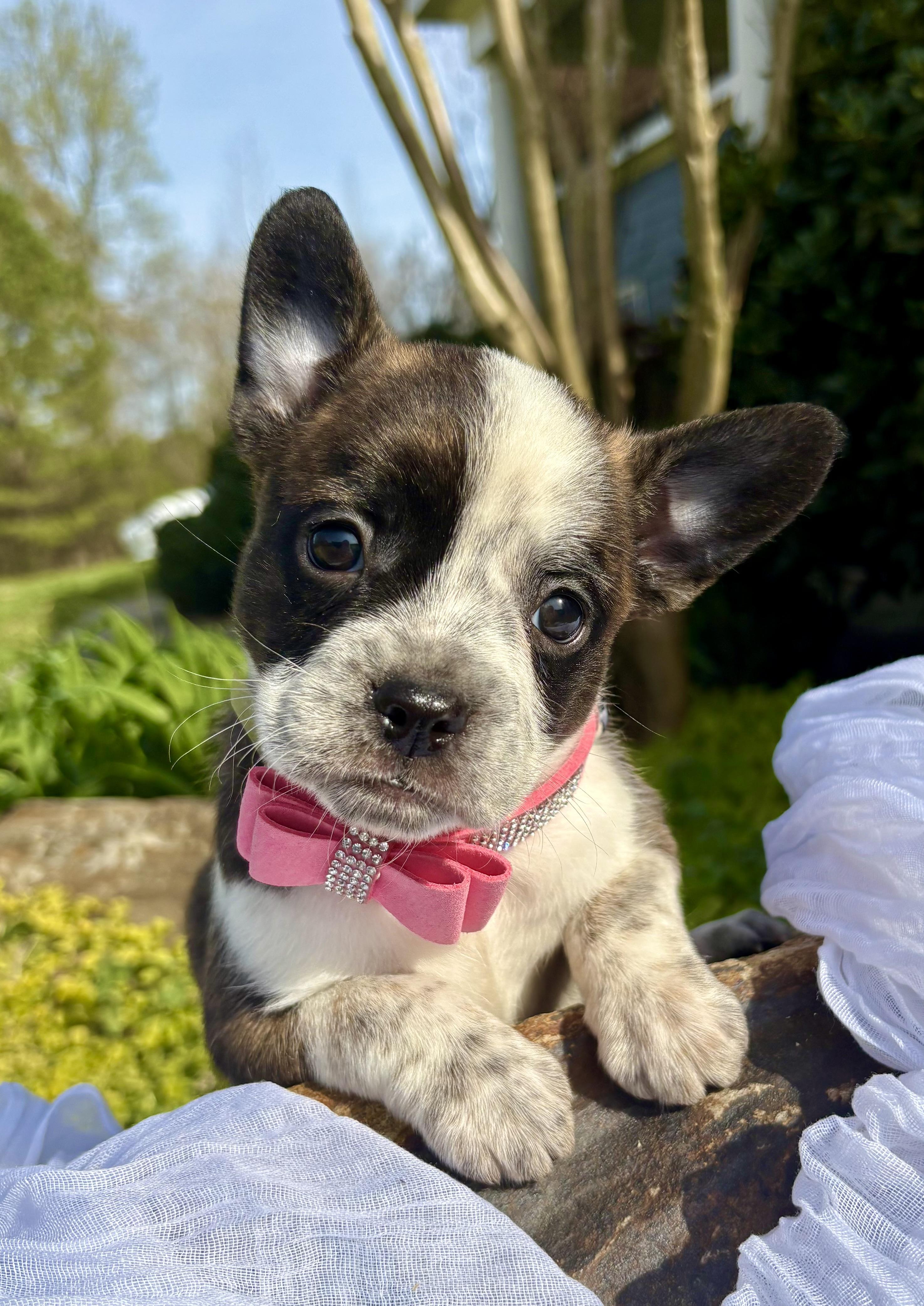 Enlarge Brigitte , a Adoptable mixed breed in Pittsboro, NC image 2/5