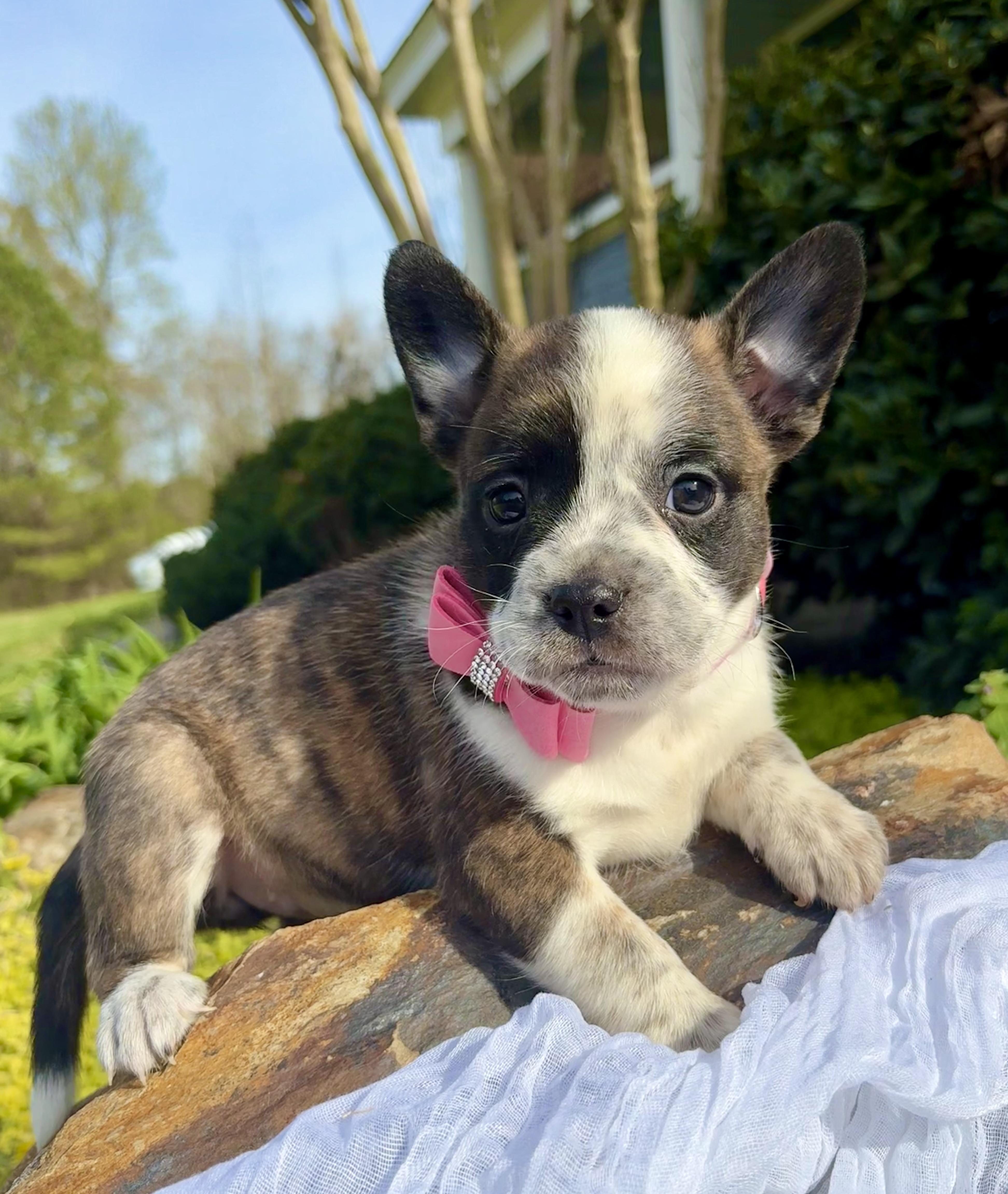 Enlarge Brigitte , a Adoptable mixed breed in Pittsboro, NC image 3/5