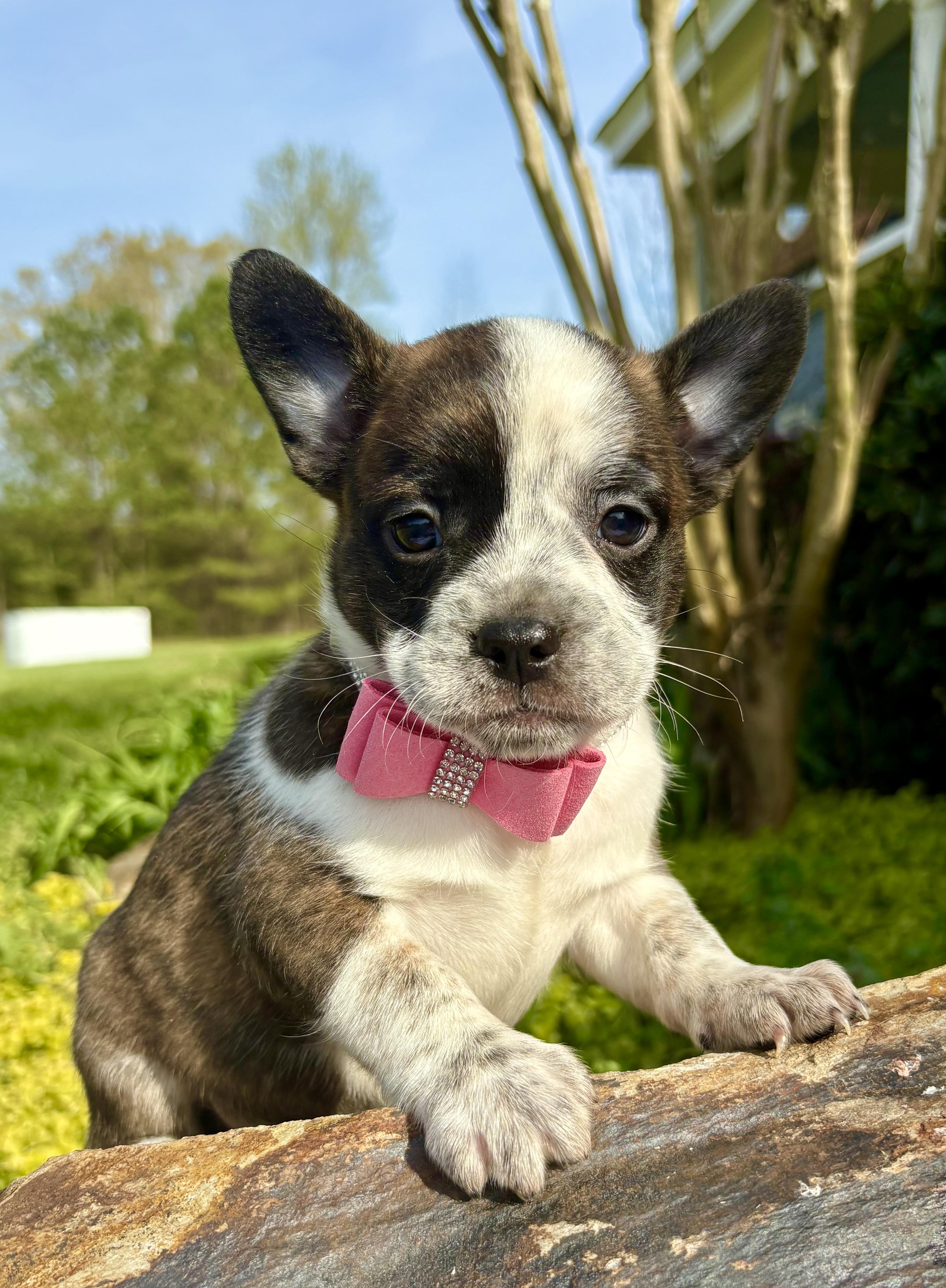 Enlarge Brigitte , a Adoptable mixed breed in Pittsboro, NC image 4/5