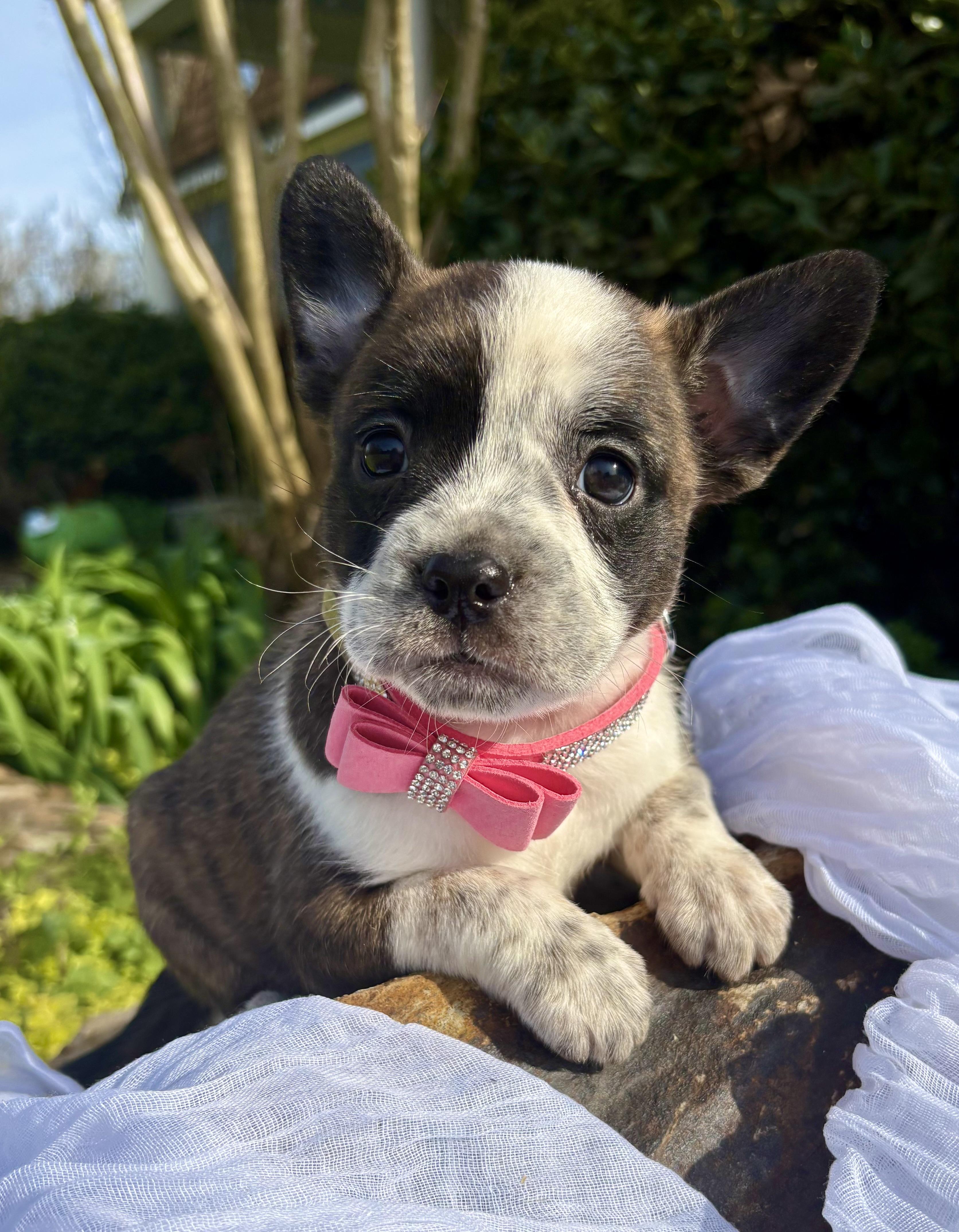 Brigitte , Adoptable, Puppy Female French Bulldog.