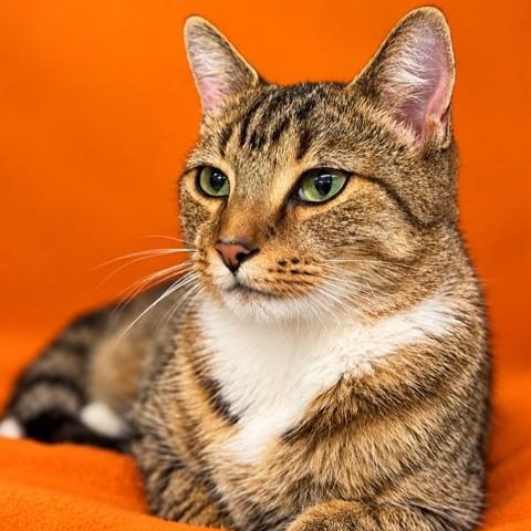 Harvest- 54228, Adoptable, Young Female Domestic Short Hair.