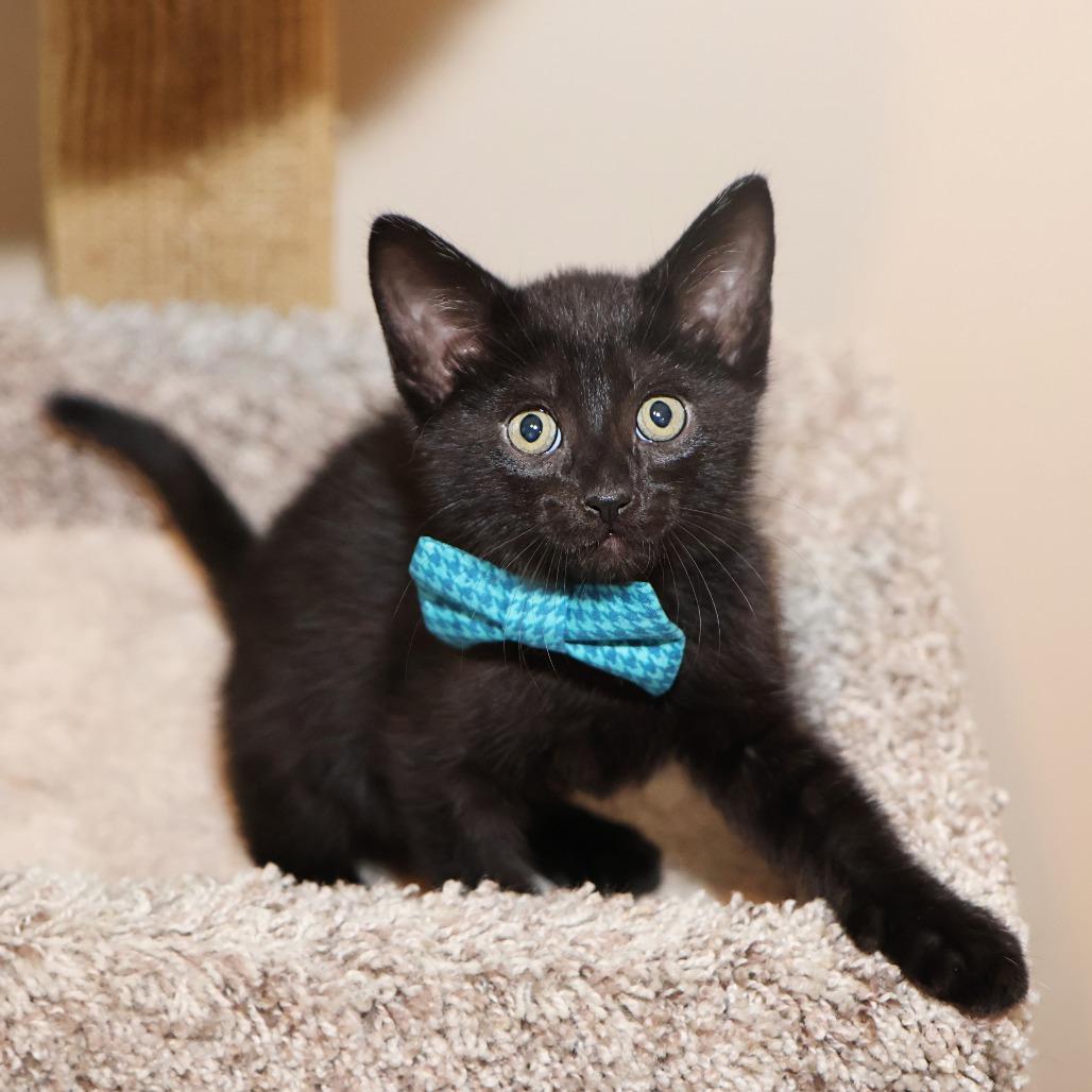 Langdon, Adoptable, Kitten Male Domestic Short Hair.