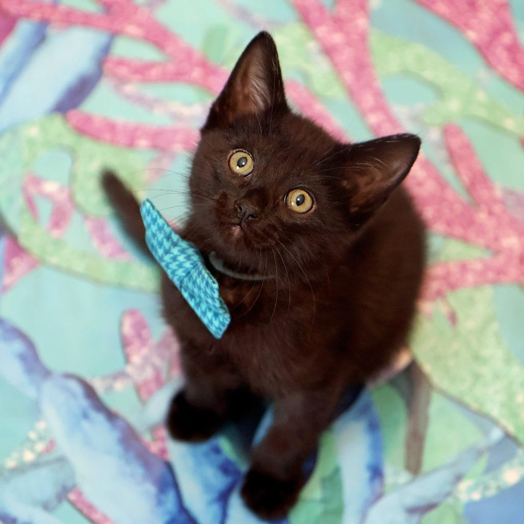 Langdon, a Adoptable Domestic Short Hair in FAIRWAY, KS image 2/6