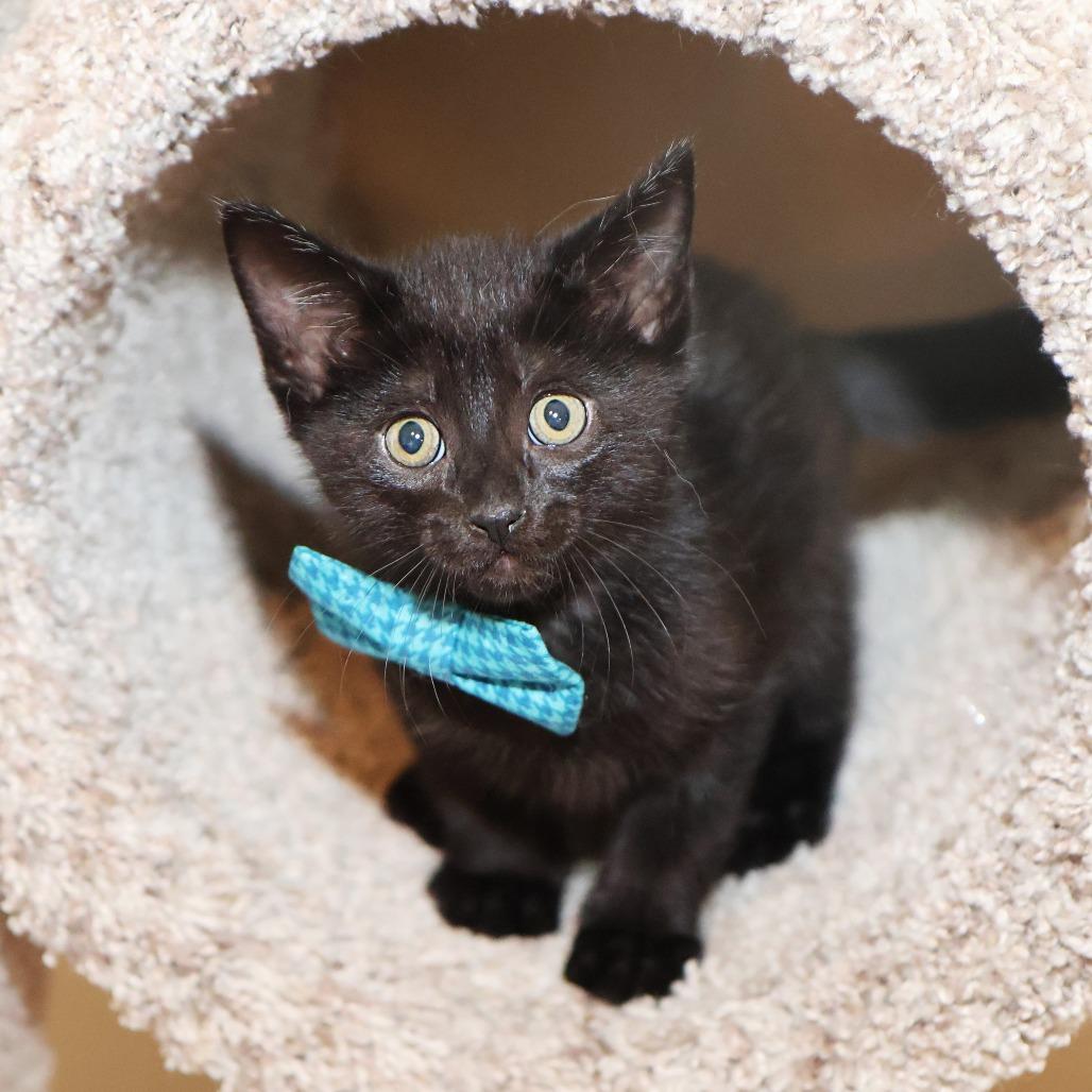 Langdon, a Adoptable Domestic Short Hair in FAIRWAY, KS image 3/6