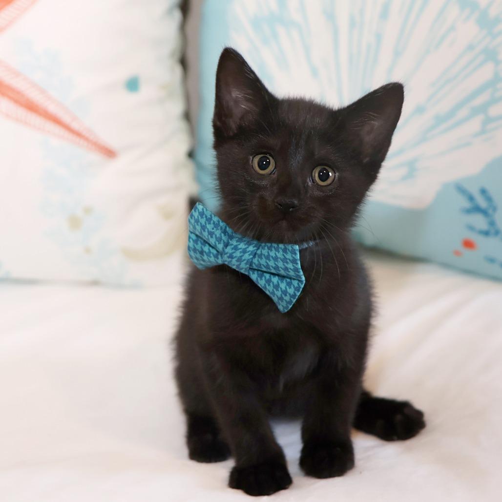Langdon, a Adoptable Domestic Short Hair in FAIRWAY, KS image 4/6