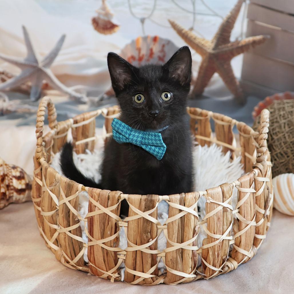Langdon, a Adoptable Domestic Short Hair in FAIRWAY, KS image 5/6