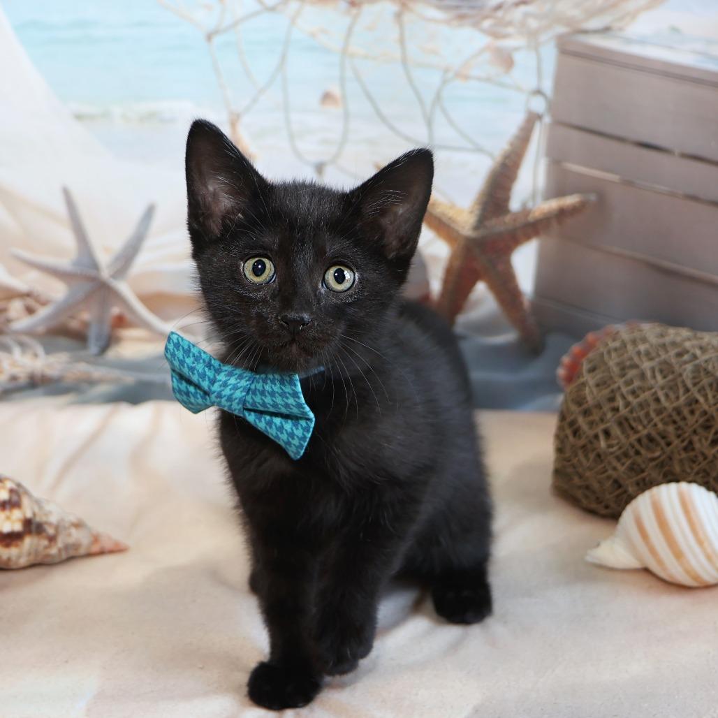 Langdon, a Adoptable Domestic Short Hair in FAIRWAY, KS image 6/6