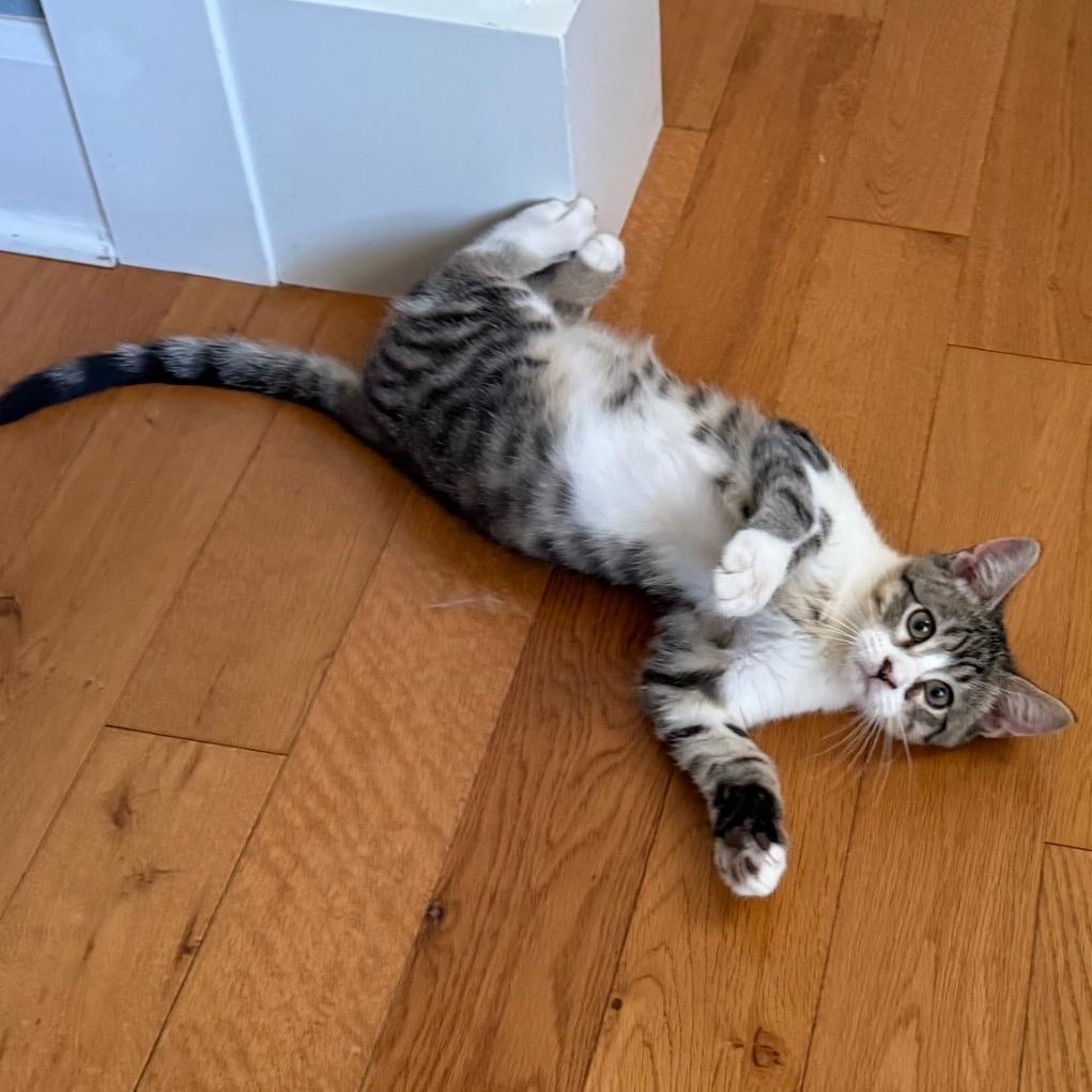 Enlarge Stella, a Adoptable Domestic Short Hair in Veneta, OR image 1/2