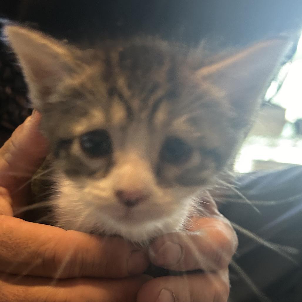 Enlarge Stella, a Adoptable Domestic Short Hair in Veneta, OR image 2/2