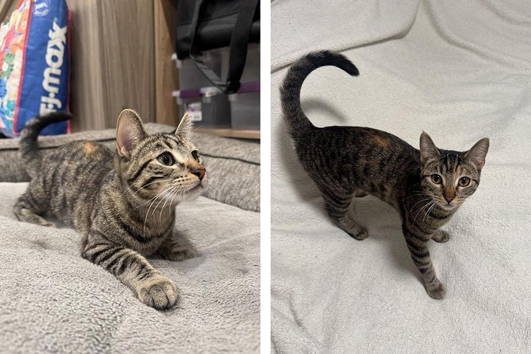 Cleo, Adoptable, Adult Female Domestic Short Hair.