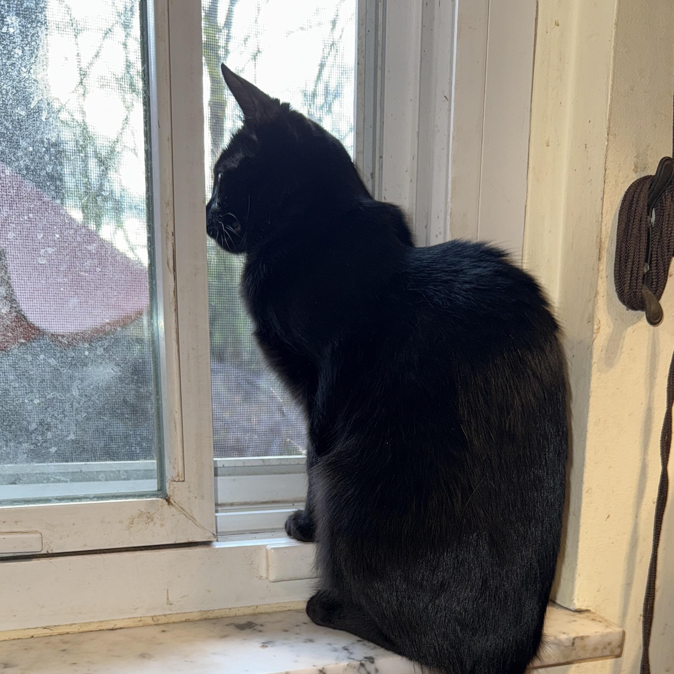 Willow, a Adoptable Domestic Short Hair in Royal Oak, MI image 2/6