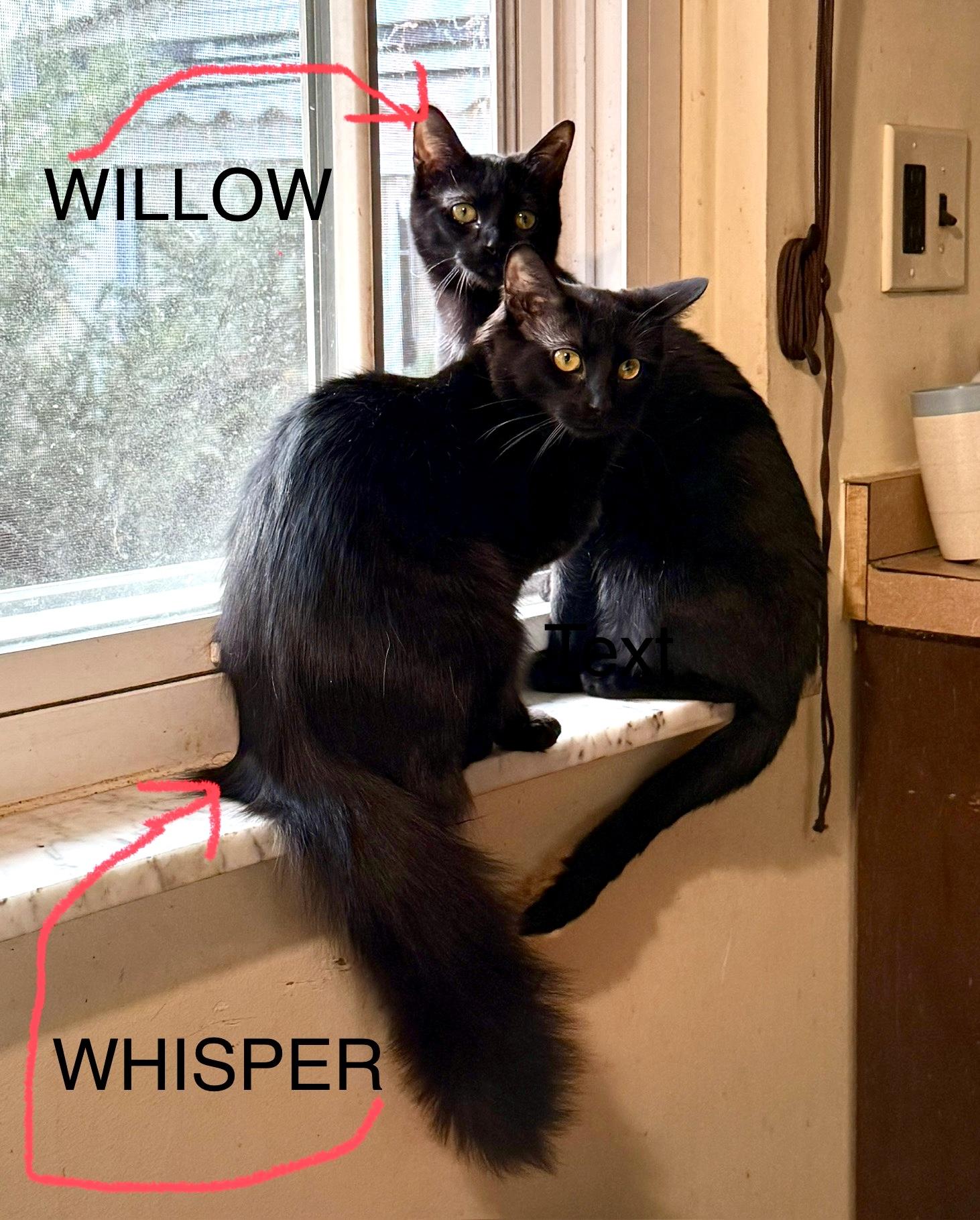 Willow, a Adoptable Domestic Short Hair in Royal Oak, MI image 6/6