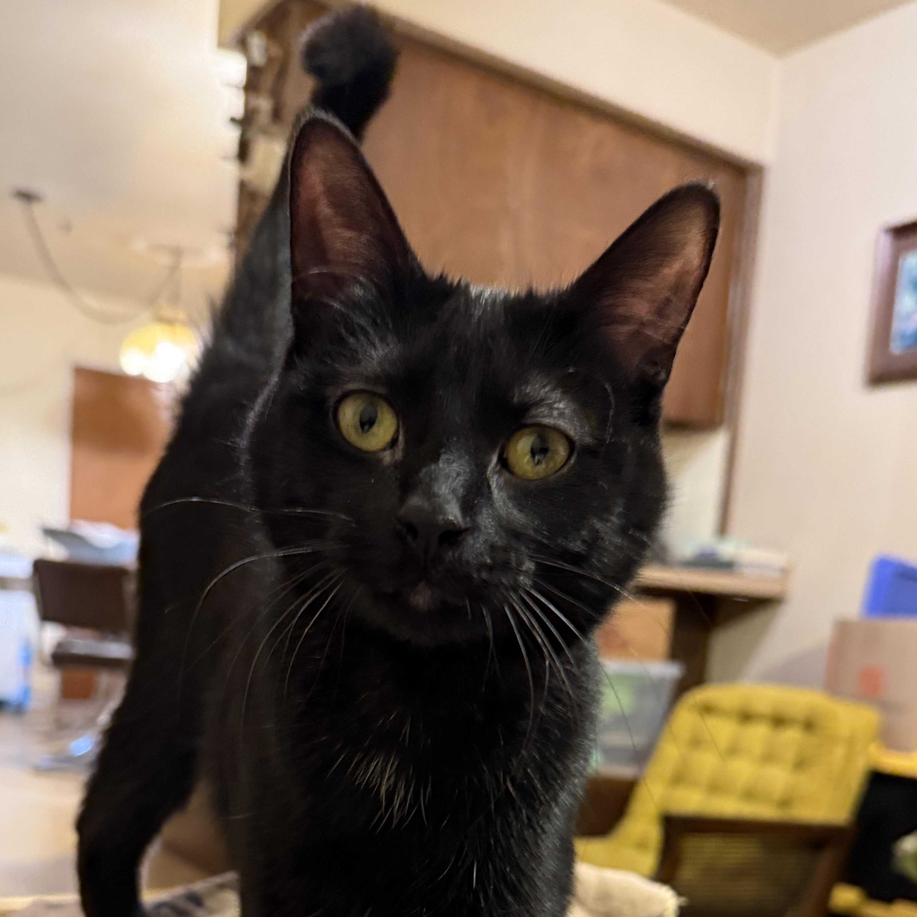 Willow, a Adoptable Domestic Short Hair in Royal Oak, MI image 3/6