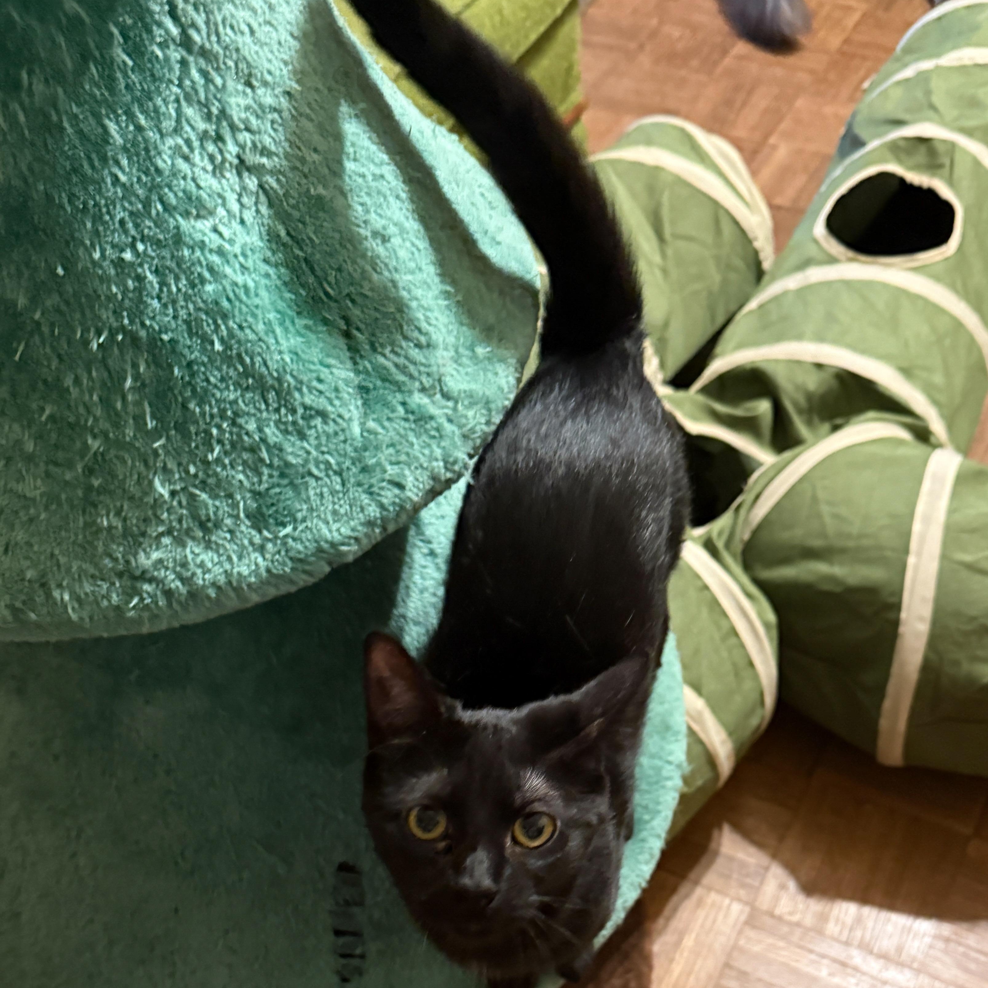 Willow, a Adoptable Domestic Short Hair in Royal Oak, MI image 4/6