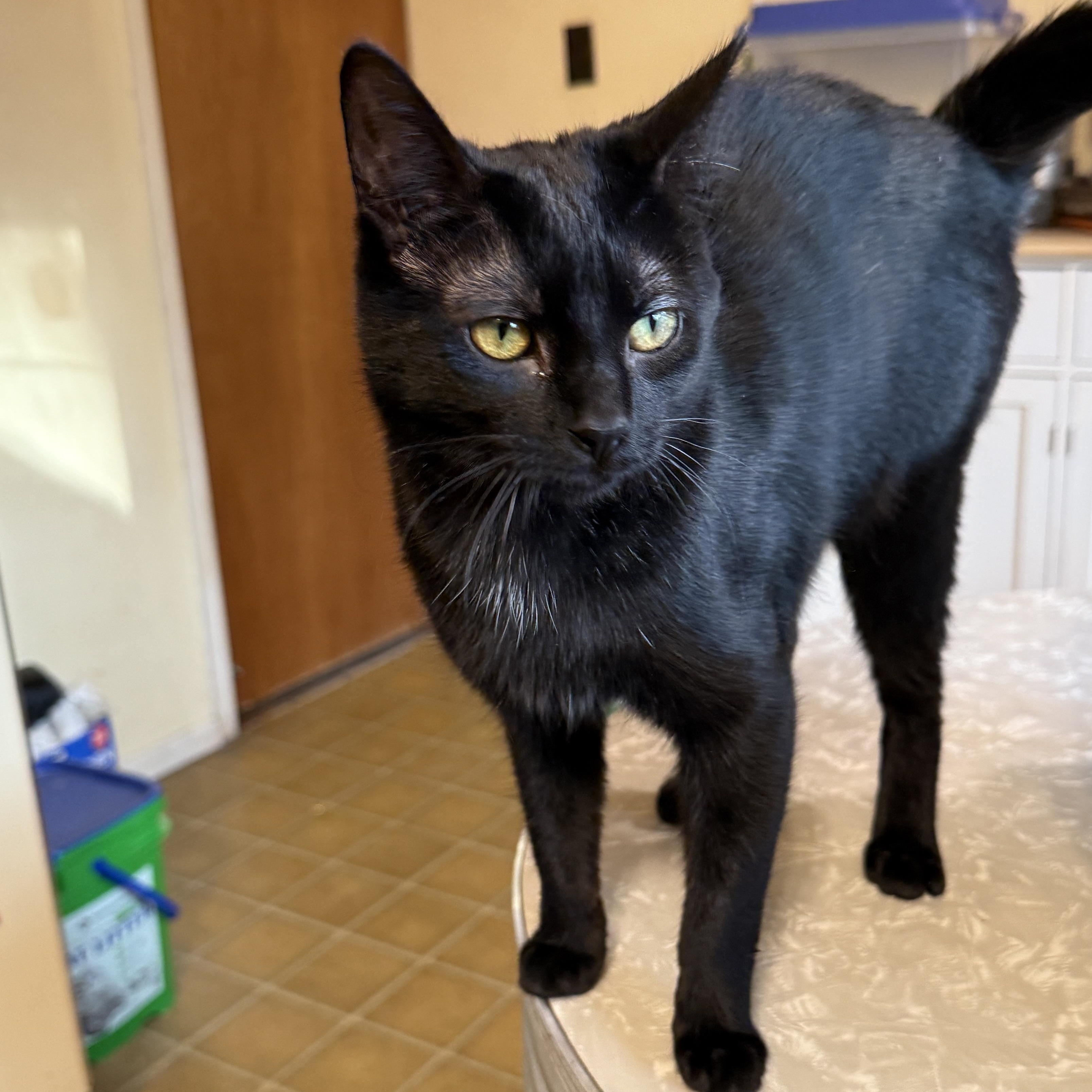 Willow, a Adoptable Domestic Short Hair in Royal Oak, MI image 5/6