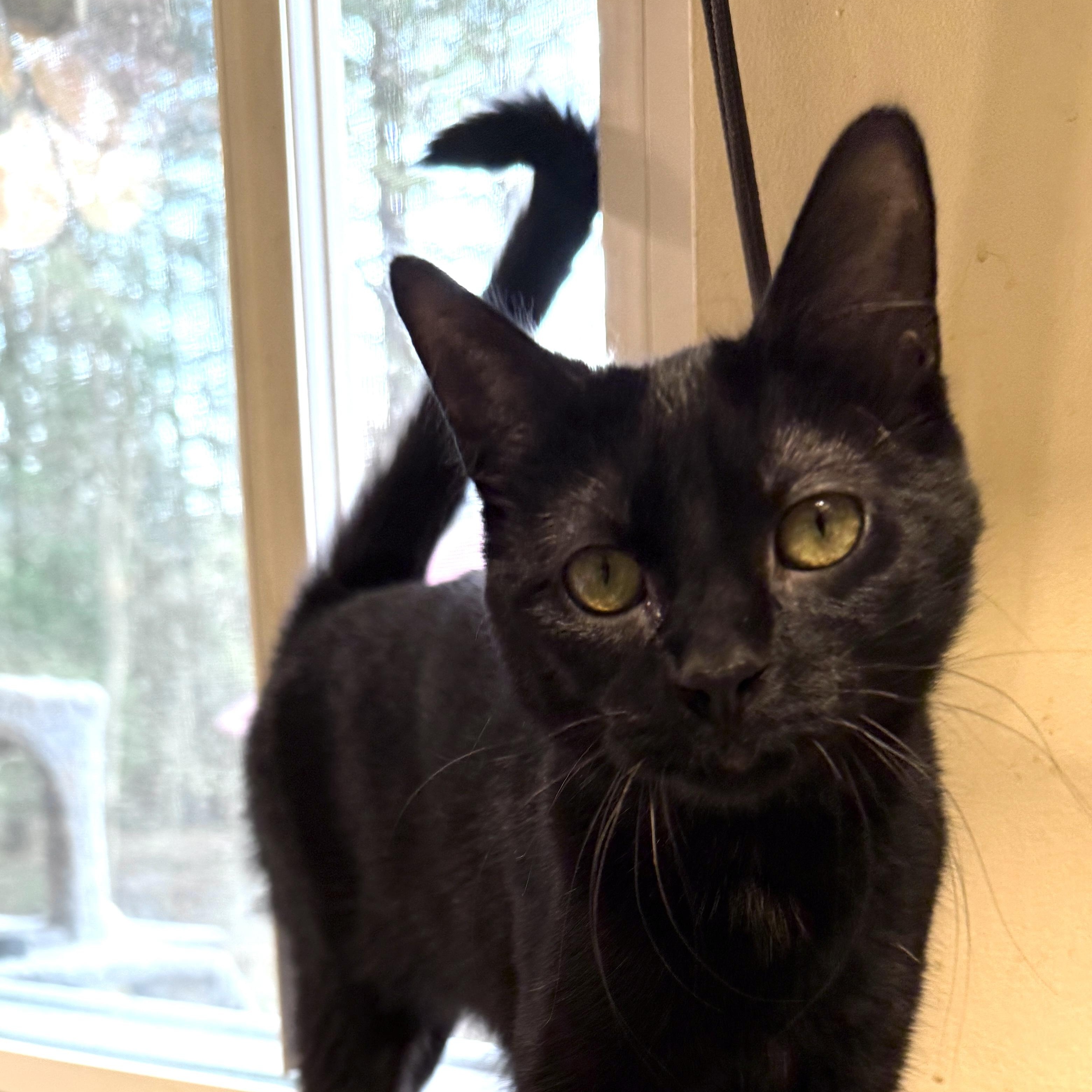 Willow, Adoptable, Young Female Domestic Short Hair.