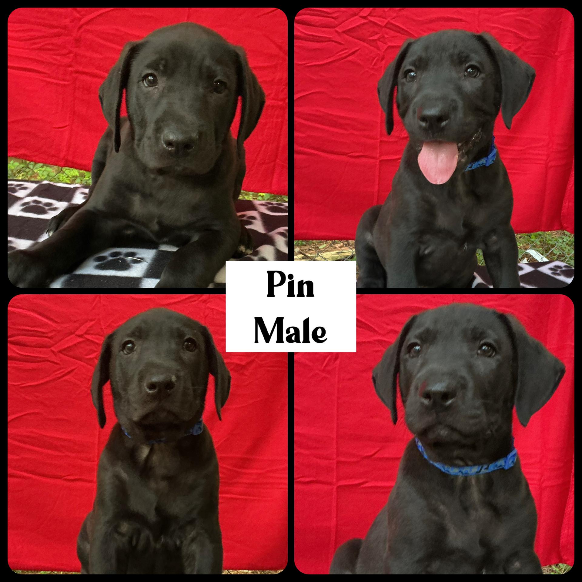Enlarge Pin - "Duck" Litter, a ADOPTABLE mixed breed in Warrington, PA image 2/5