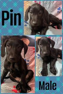 Enlarge Pin - "Duck" Litter, a ADOPTABLE mixed breed in Warrington, PA image 1/5