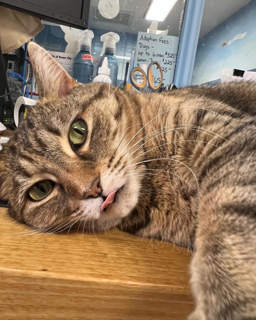 Little, a Adoptable Domestic Short Hair in Ocean City, NJ image 1/4