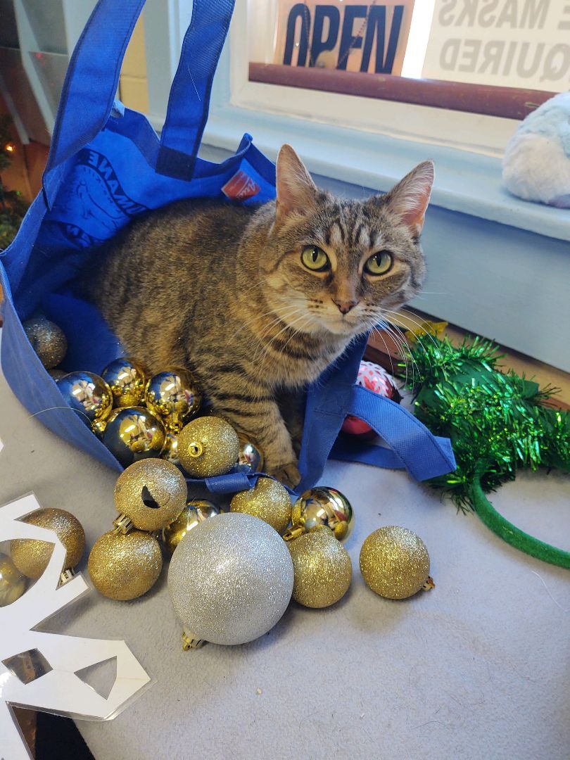 Little, a Adoptable Domestic Short Hair in Ocean City, NJ image 2/4